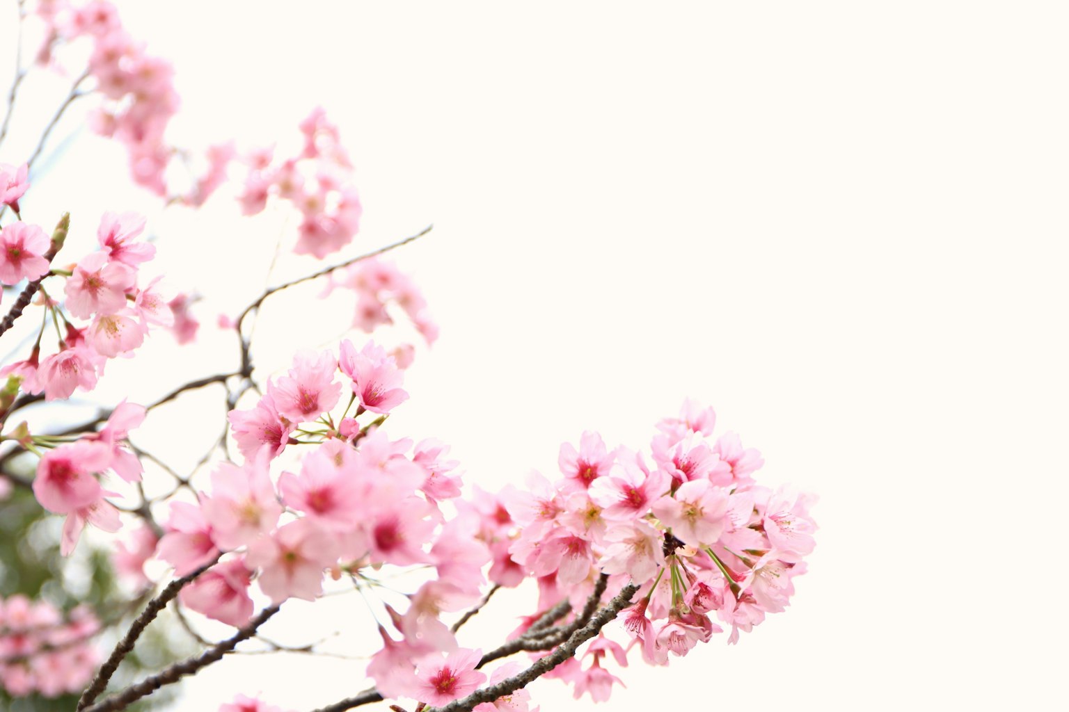 Close-up of cherry blossom branches with pink flowers