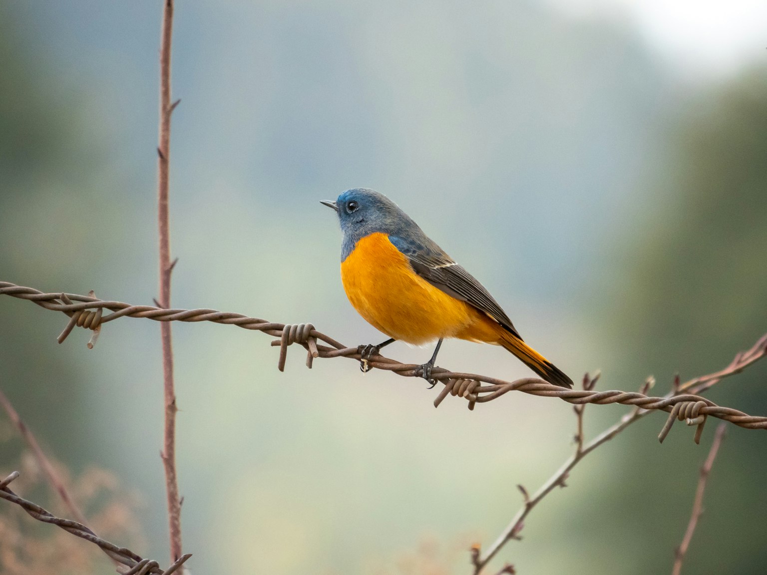 Un piccolo uccello con testa blu e pancia arancione appollaiato su un ramo spinoso