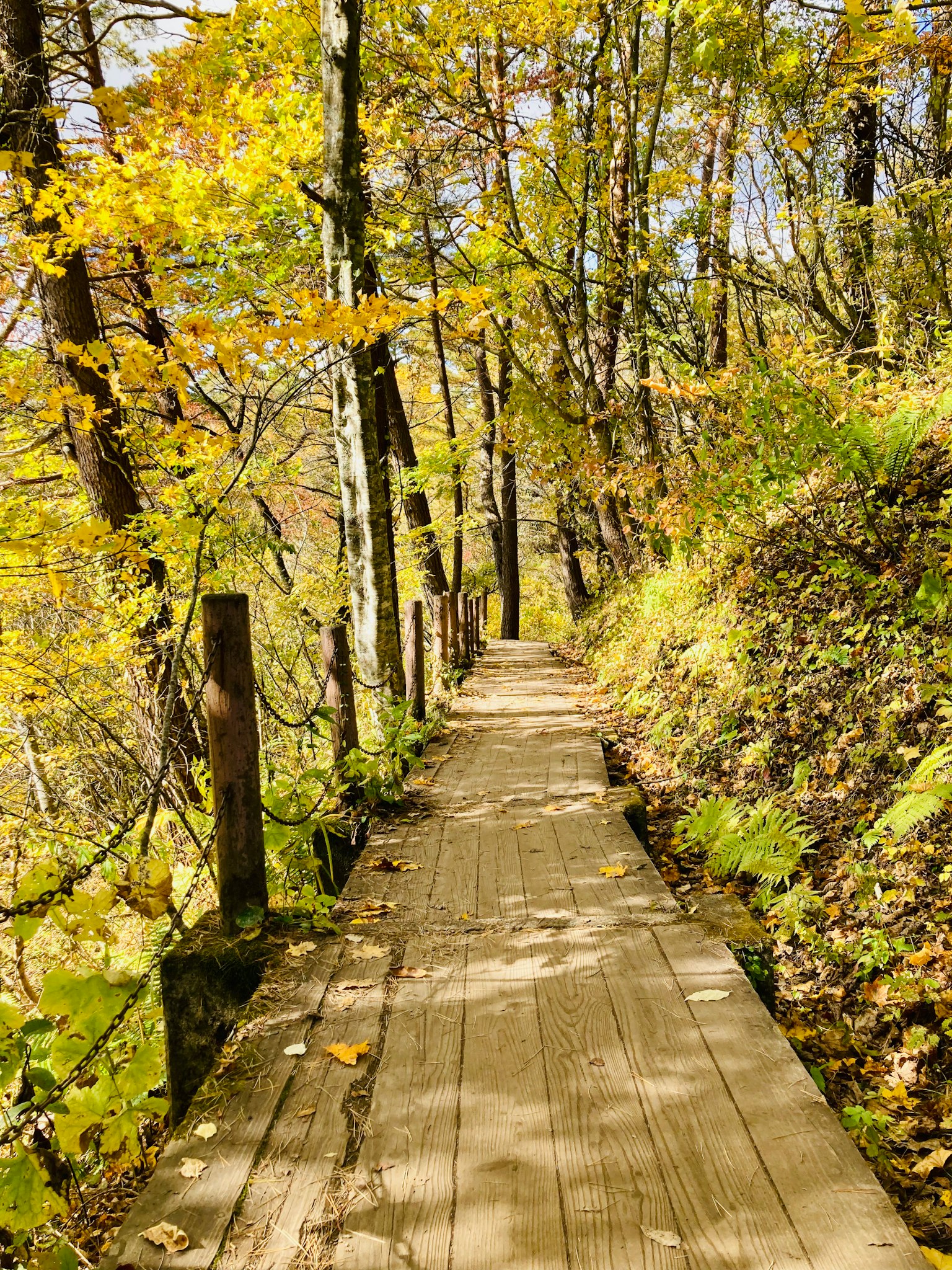 Wooden pathway through a forest with autumn foliage