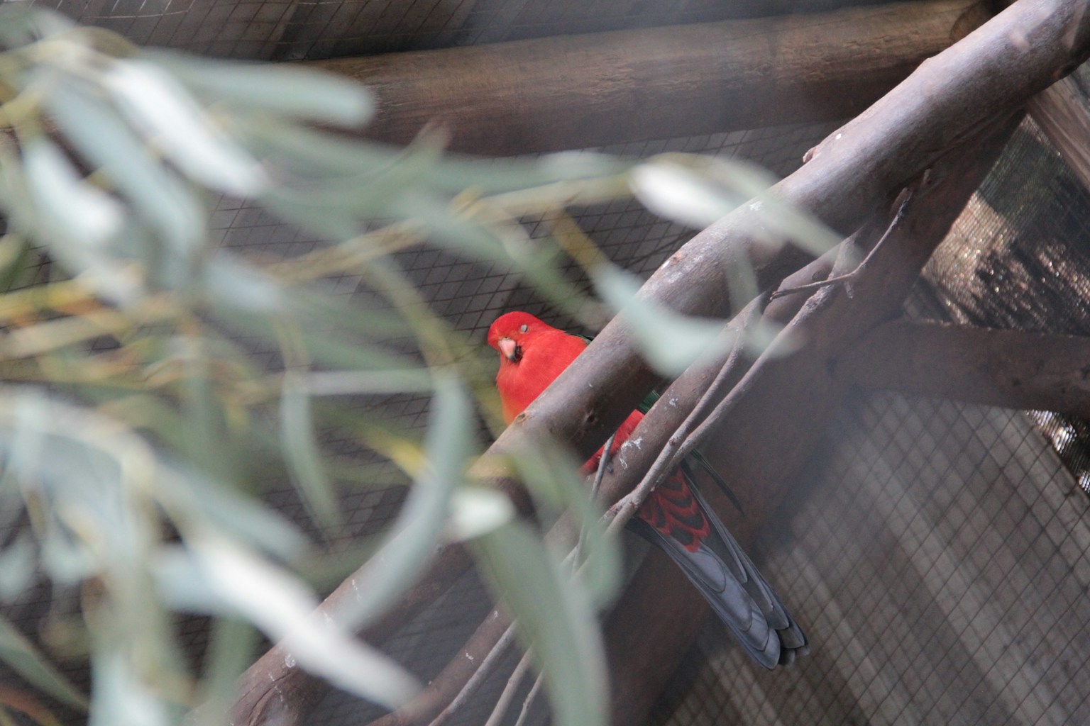 Un pájaro rojo posado en una rama entre hojas verdes