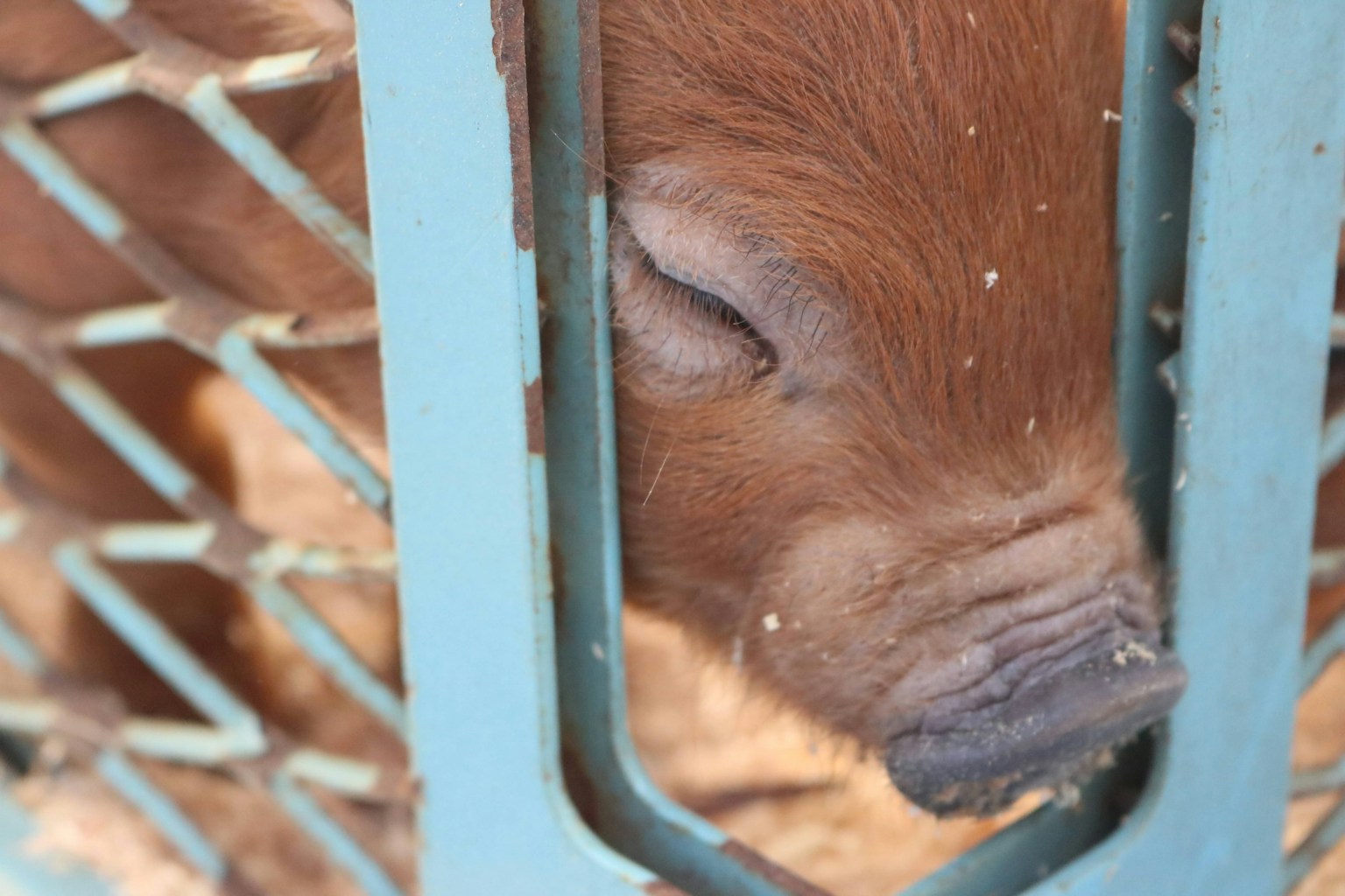 A brown piglet peeking through a blue fence