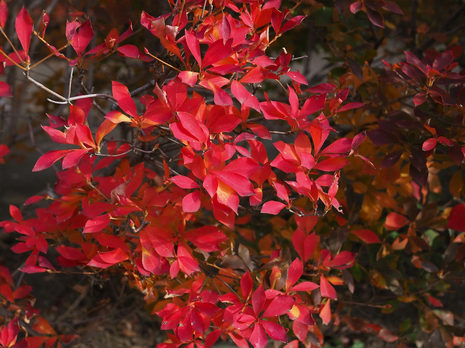 Feuilles rouges vives sur une branche d'arbre