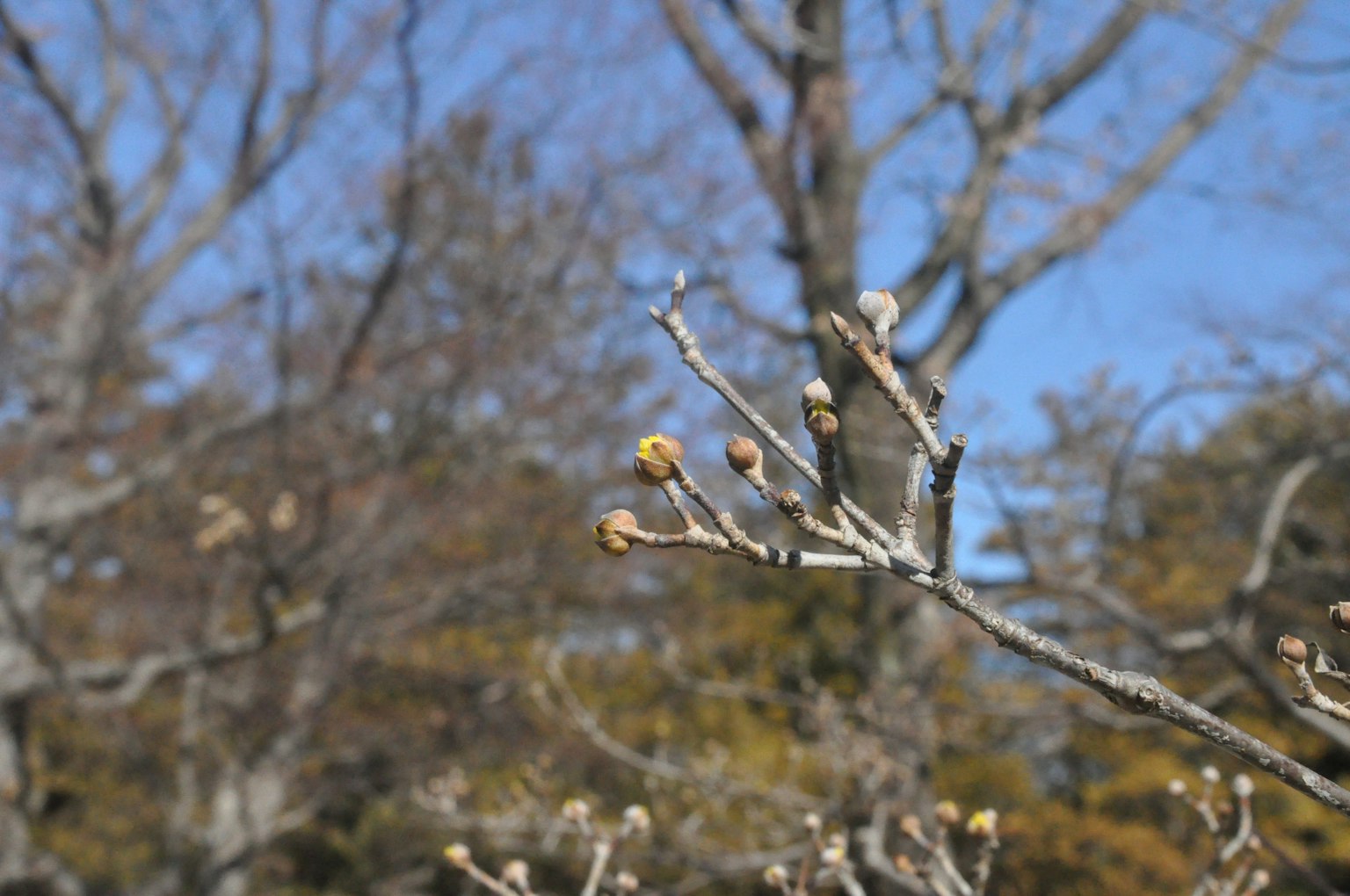 Boccioli su rami di alberi in inverno contro un cielo blu