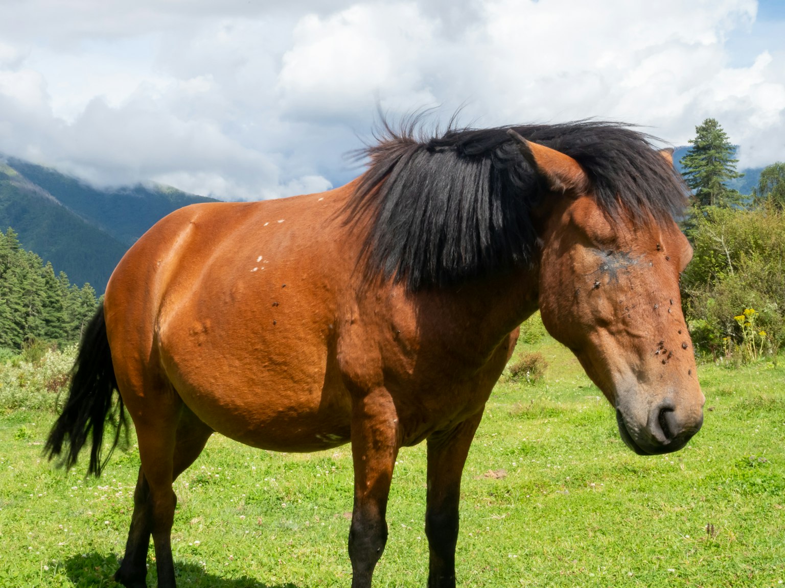 Un cheval brun avec des poils longs se tenant dans une prairie