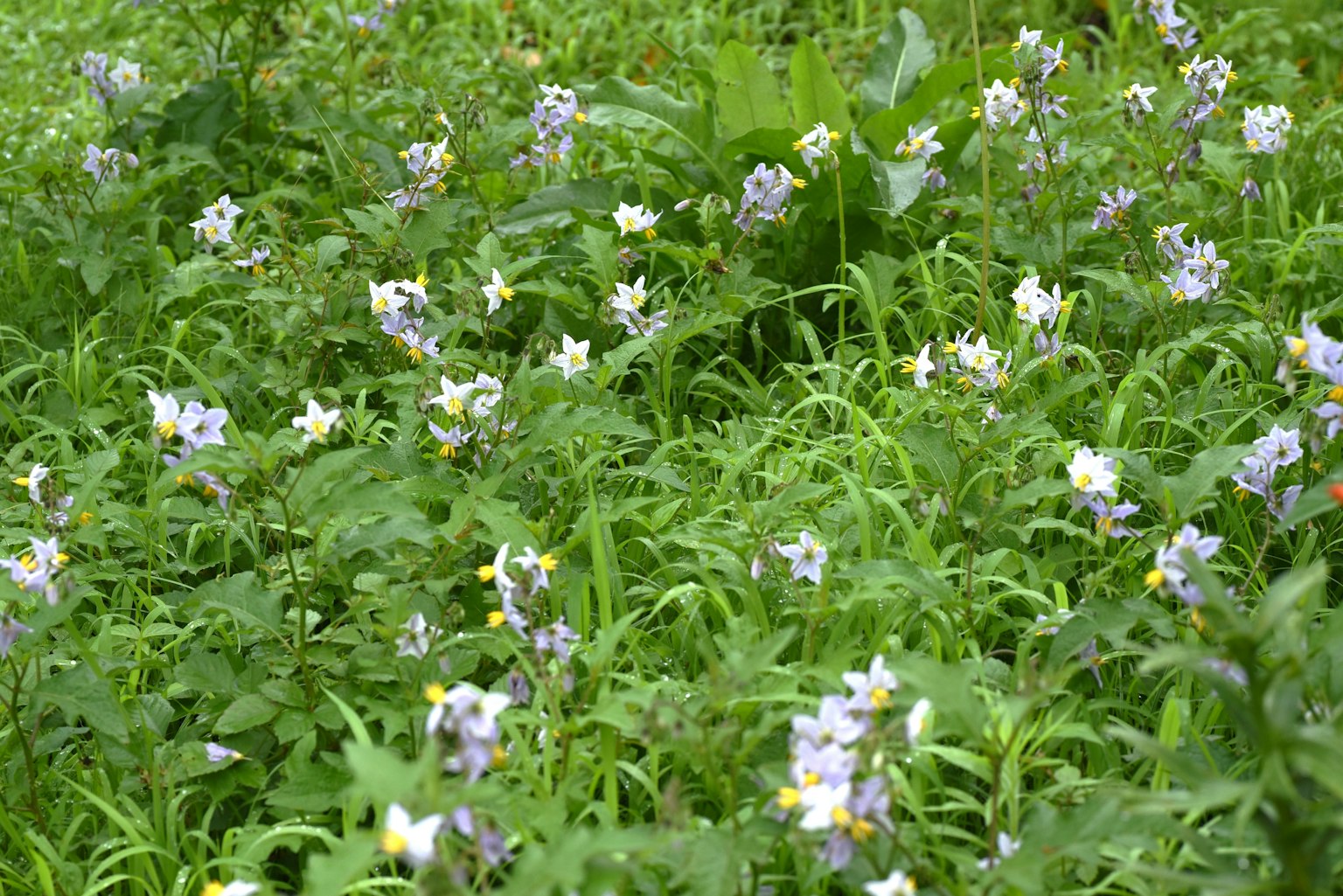 Un grupo de flores moradas floreciendo en un prado verde