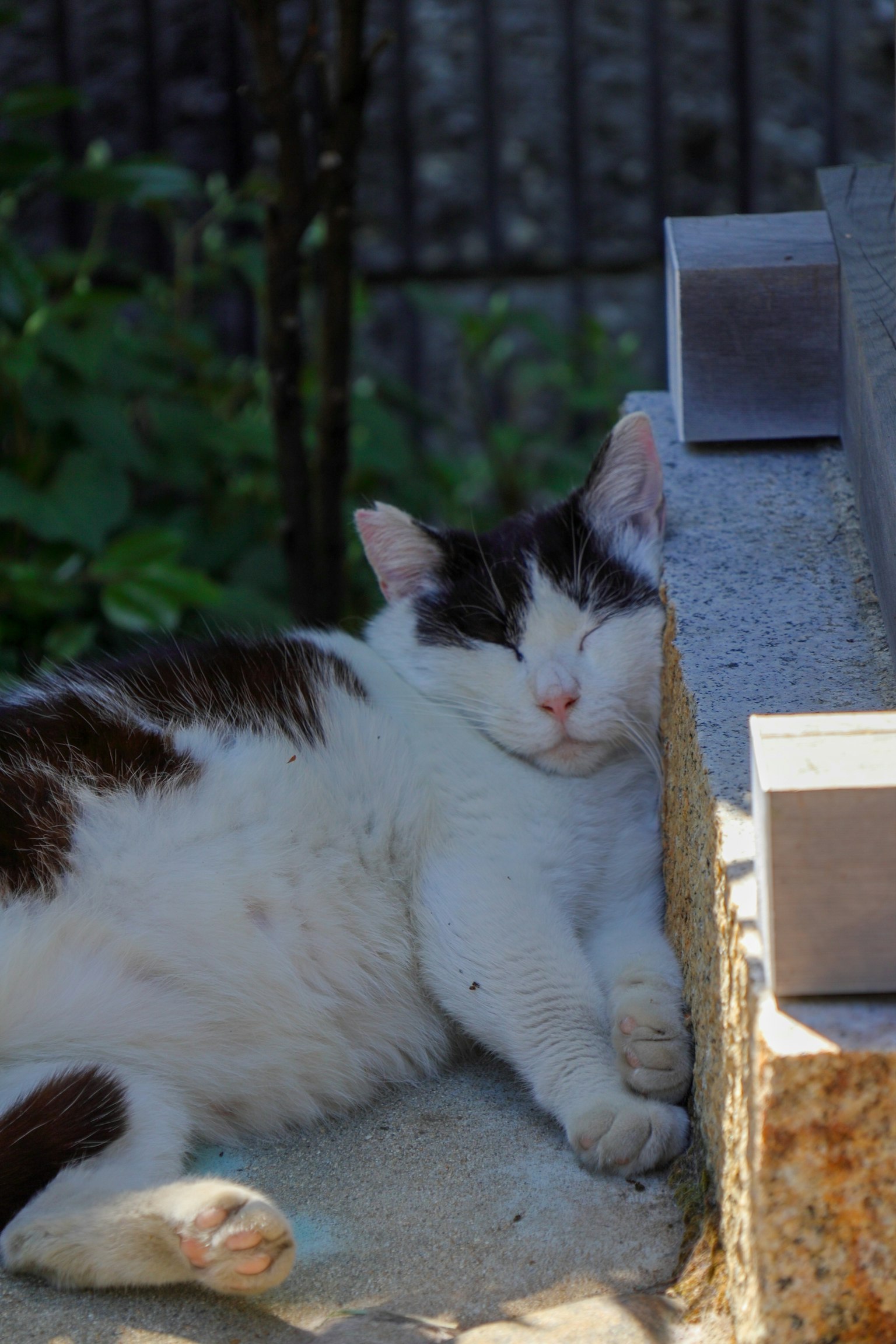 Un gatto bianco e nero che riposa contro un muro al sole