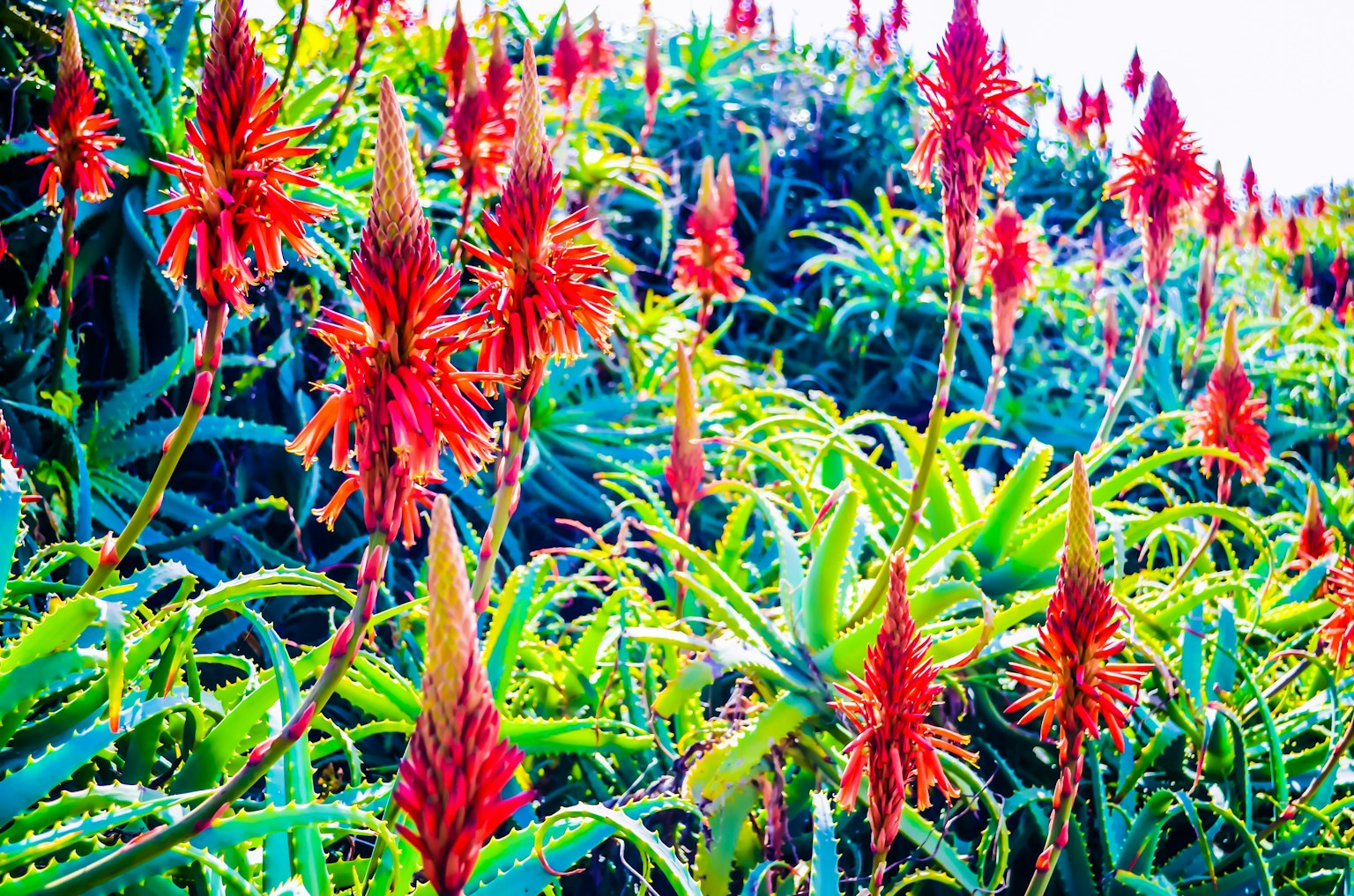 Un paysage de plantes d'aloe avec des fleurs rouges vives