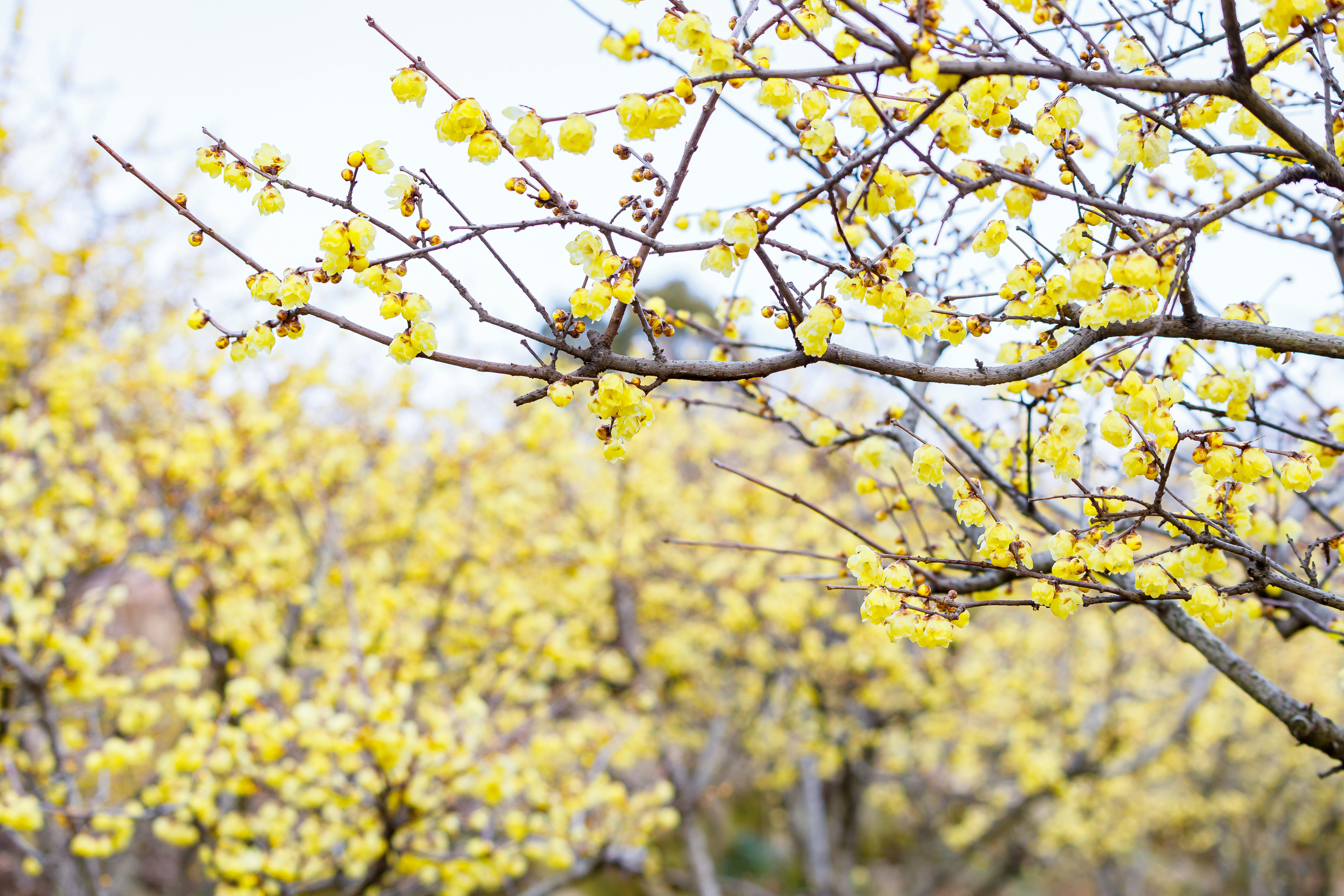 蝋梅の花が咲く春の枝と背景の花畑