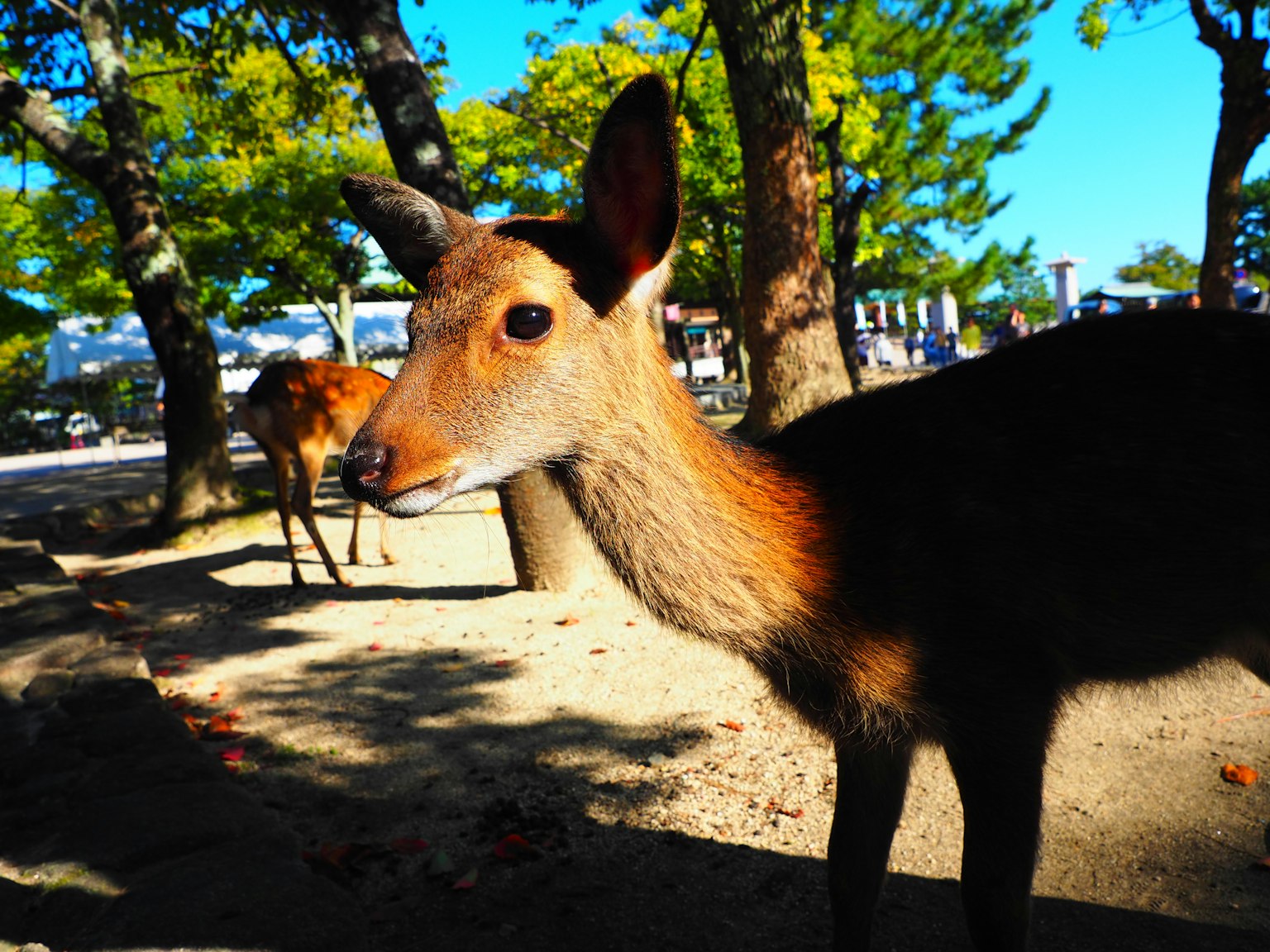 Close-up of a deer in nature