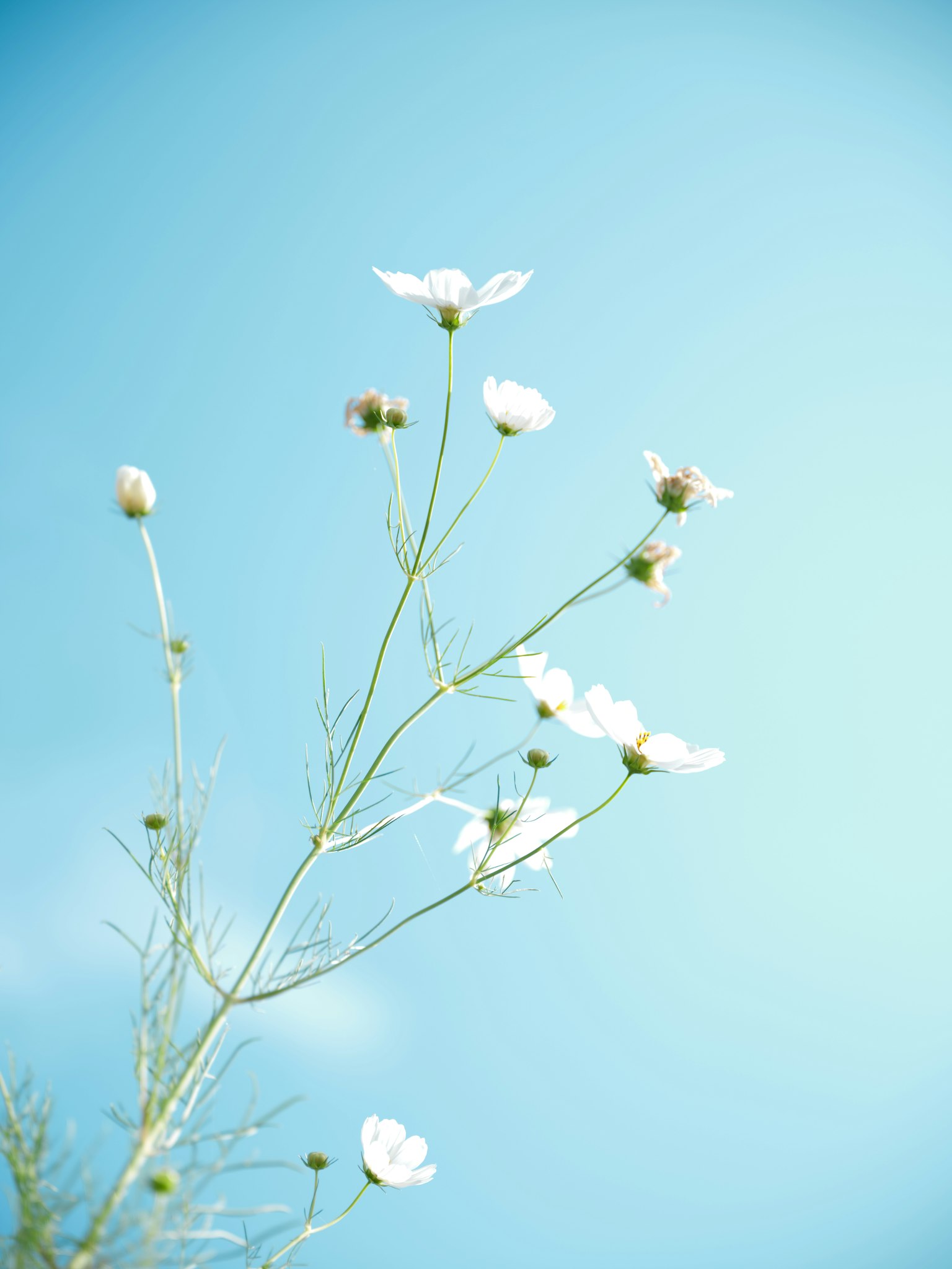 Un tallo delgado con flores blancas contra un cielo azul