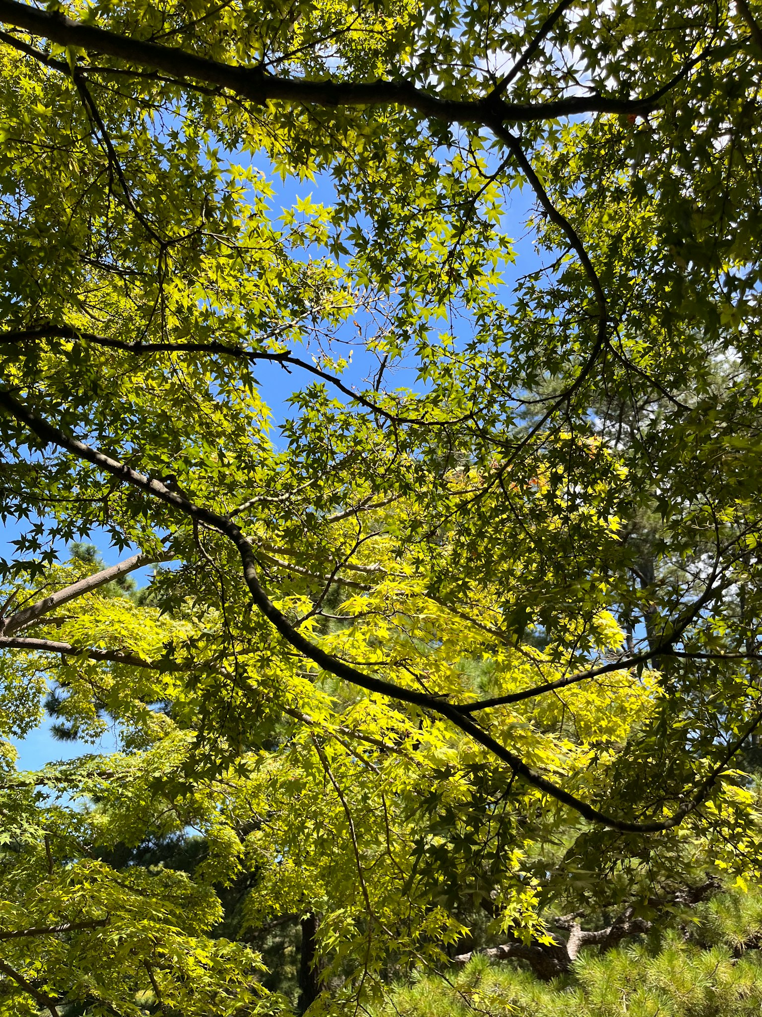 蓝天背景下生机勃勃的绿叶和树枝特写