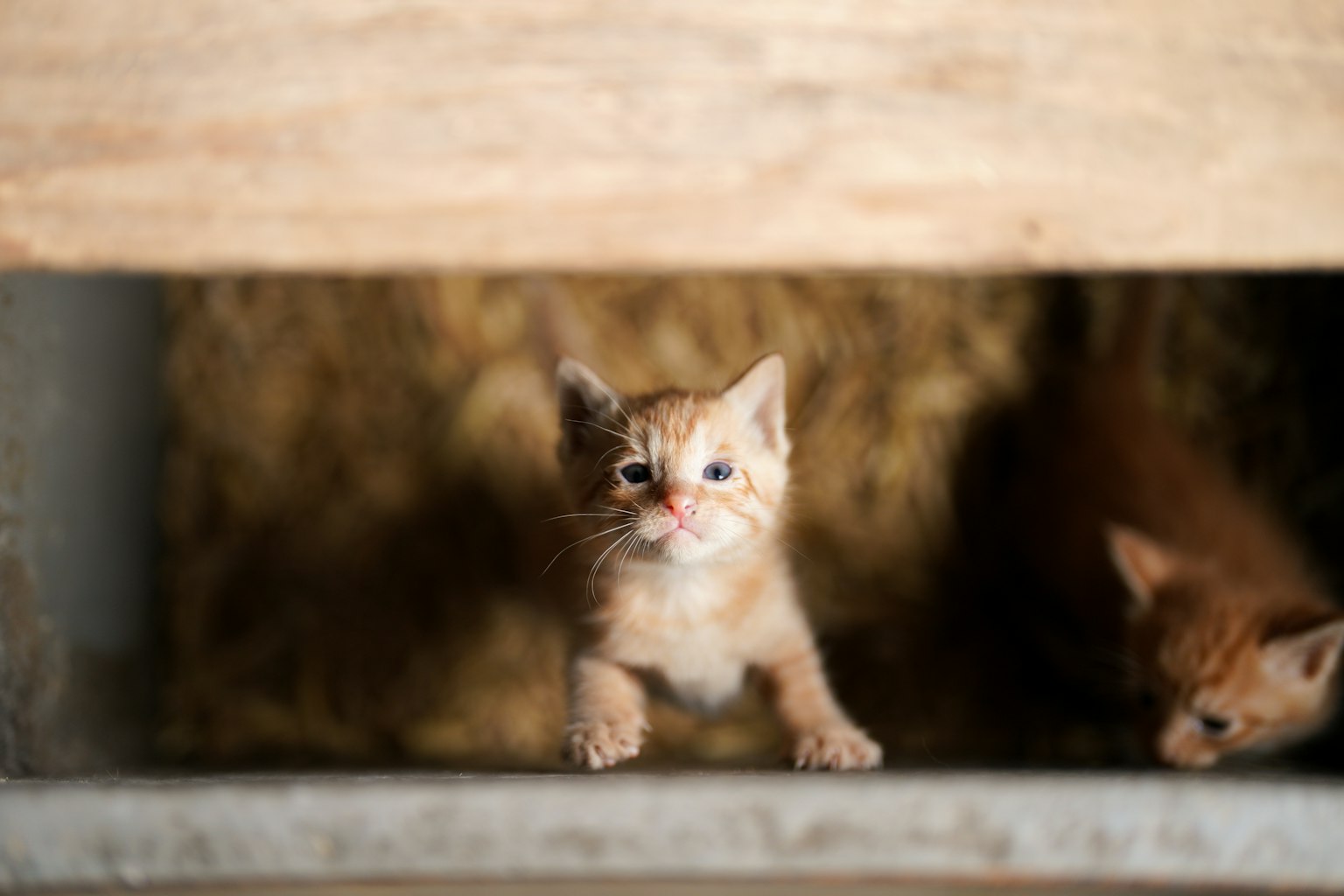 Seekor anak kucing oranye kecil mengintip dari bawah struktur kayu