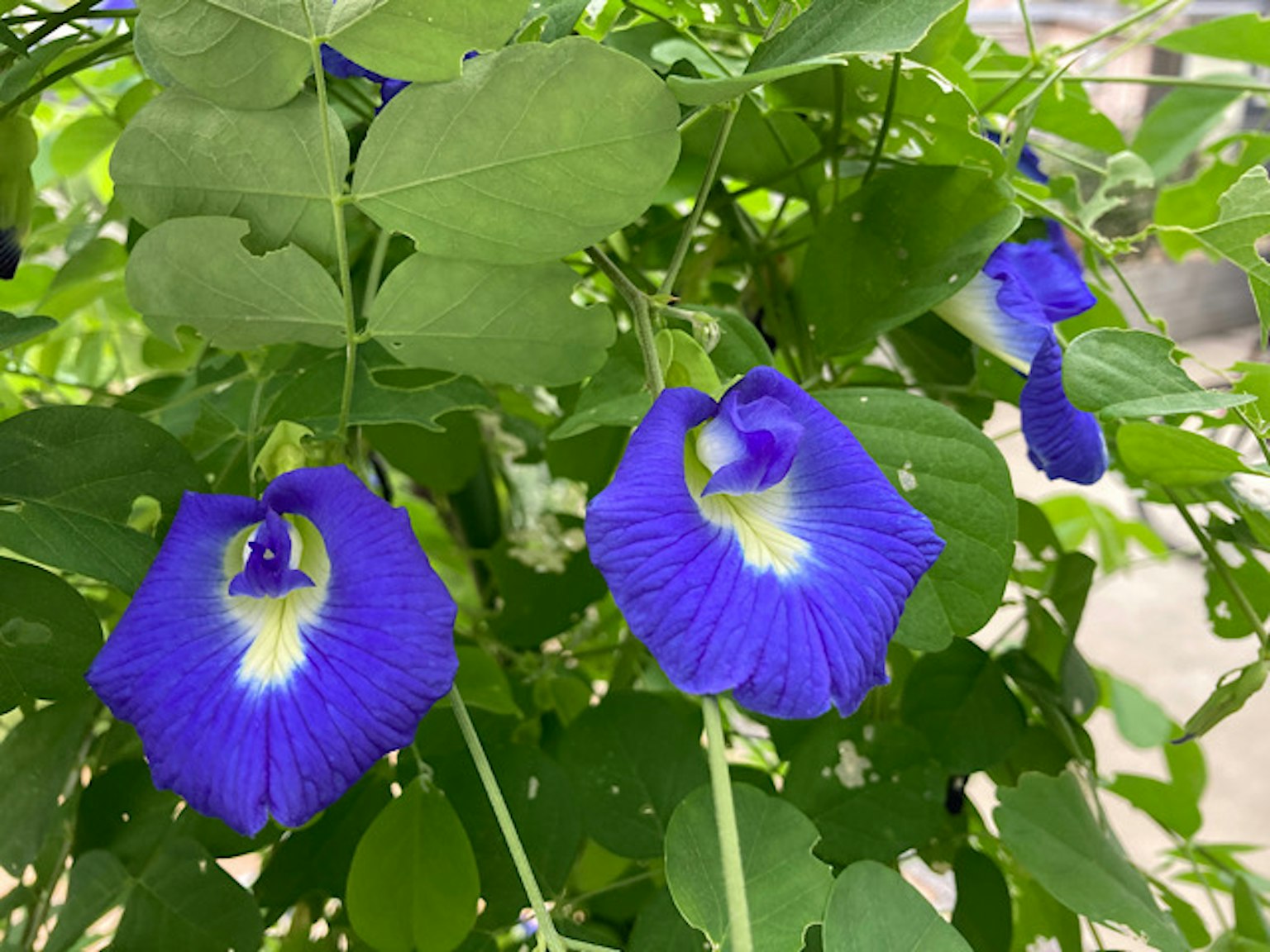 Primo piano di fiori blu vivaci con foglie verdi
