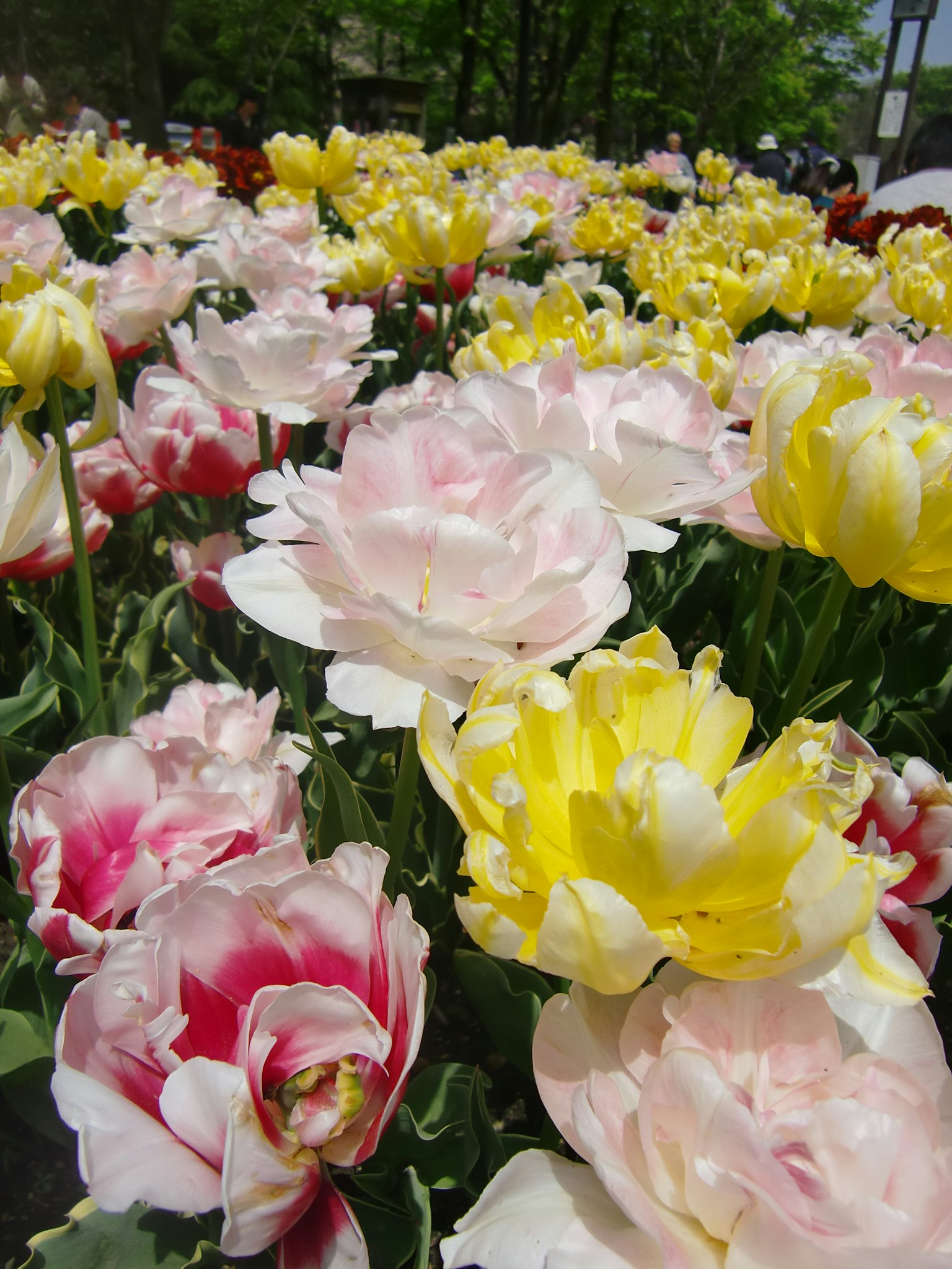 Bunte Tulpen blühen in einem Garten