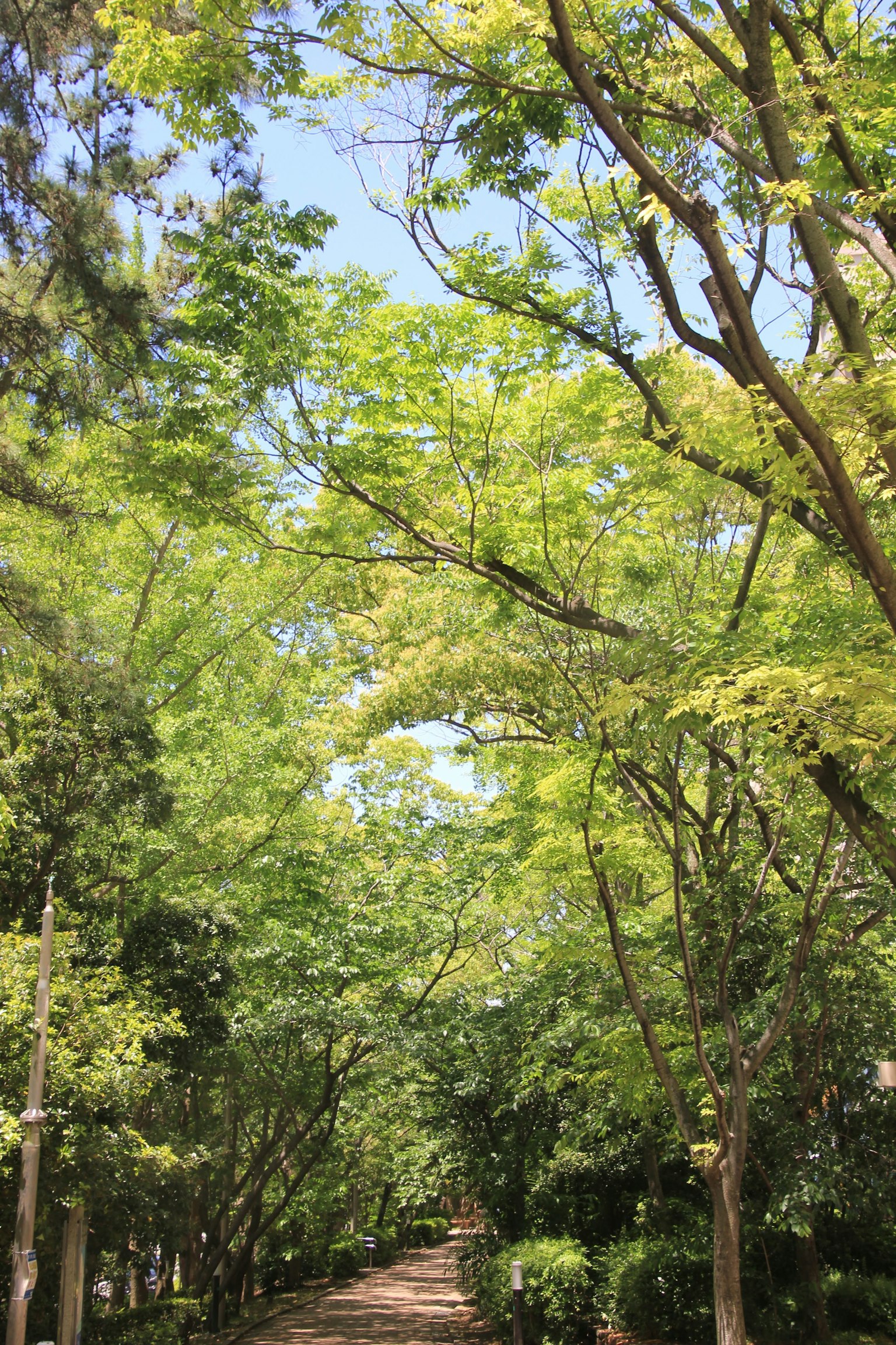 Ein ruhiger Weg, gesäumt von üppigen grünen Bäumen unter einem klaren blauen Himmel