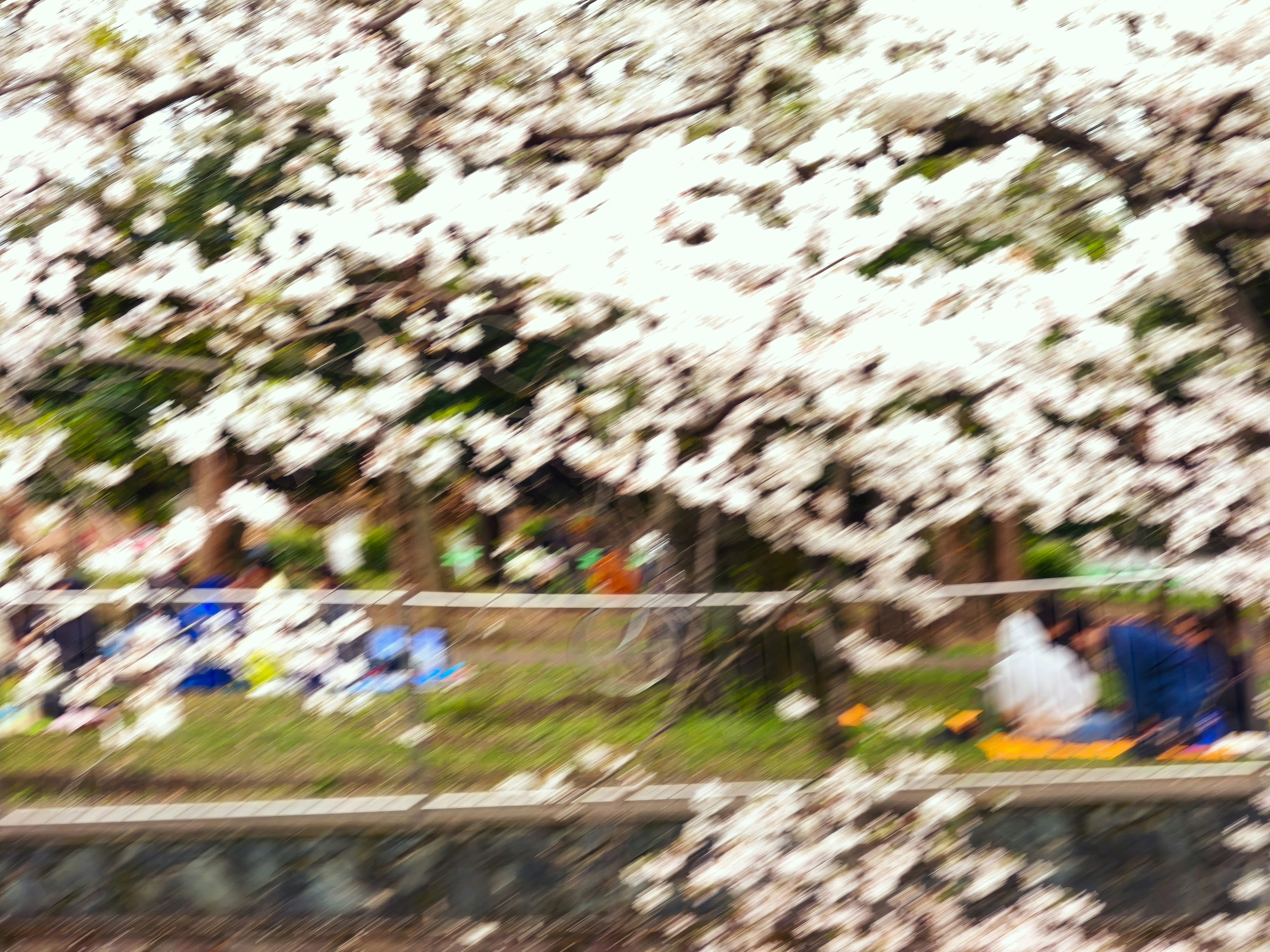 桜の花びらの下での花見後の公園風景