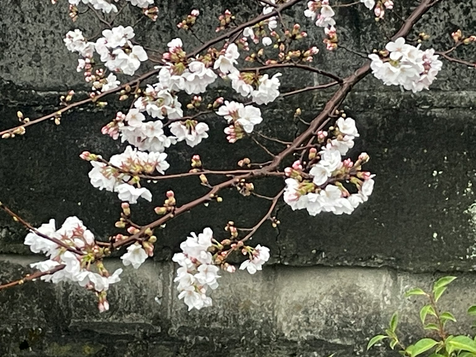 白い桜の花が咲いている枝と黒い壁