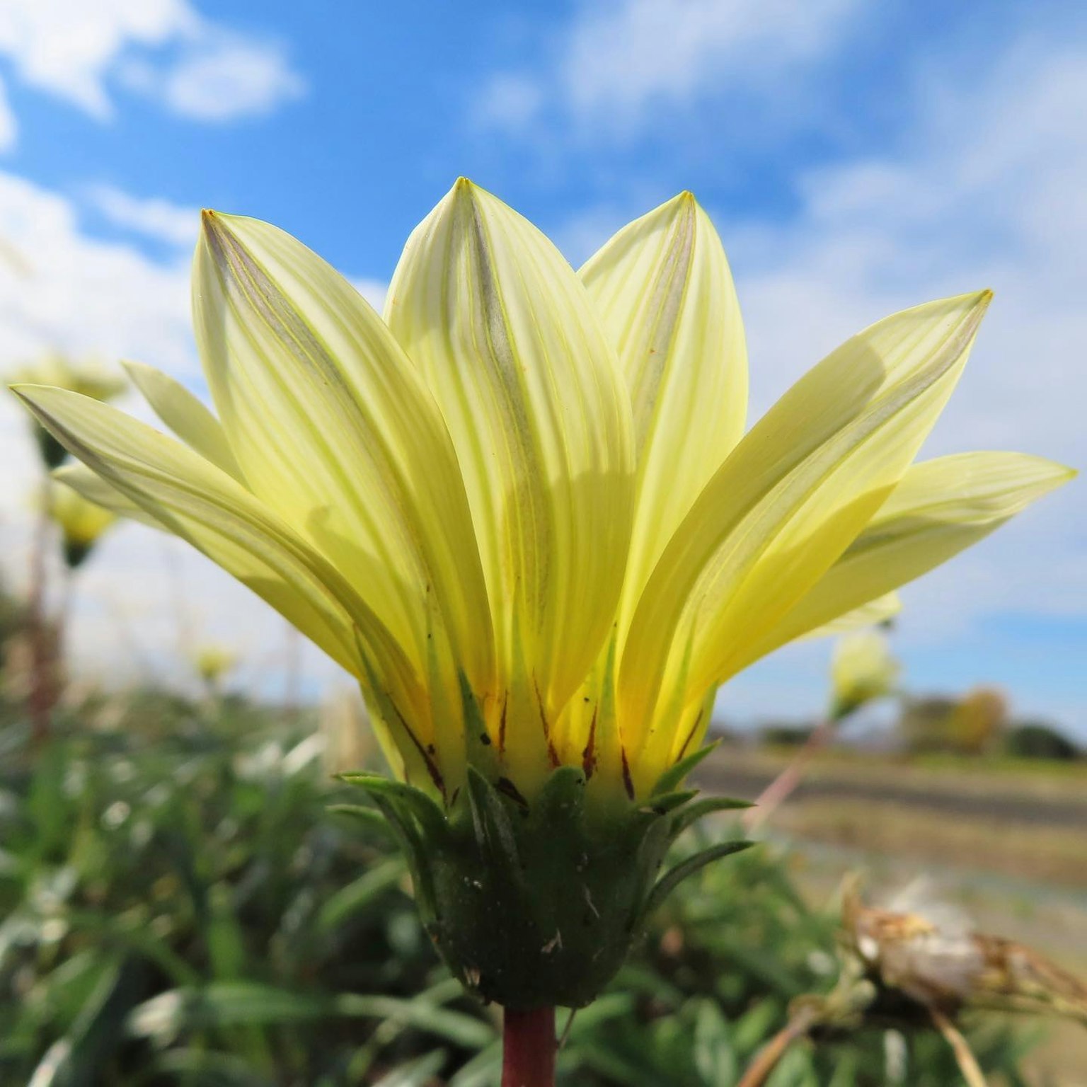 Eine gelbe Blume blüht unter einem blauen Himmel