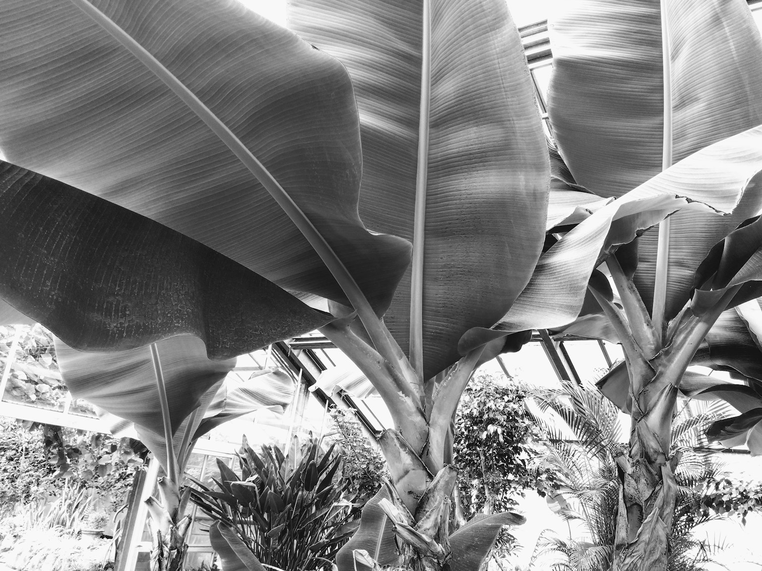 Monochrome Bananenblätter überlappend mit einem Pflanzenhintergrund