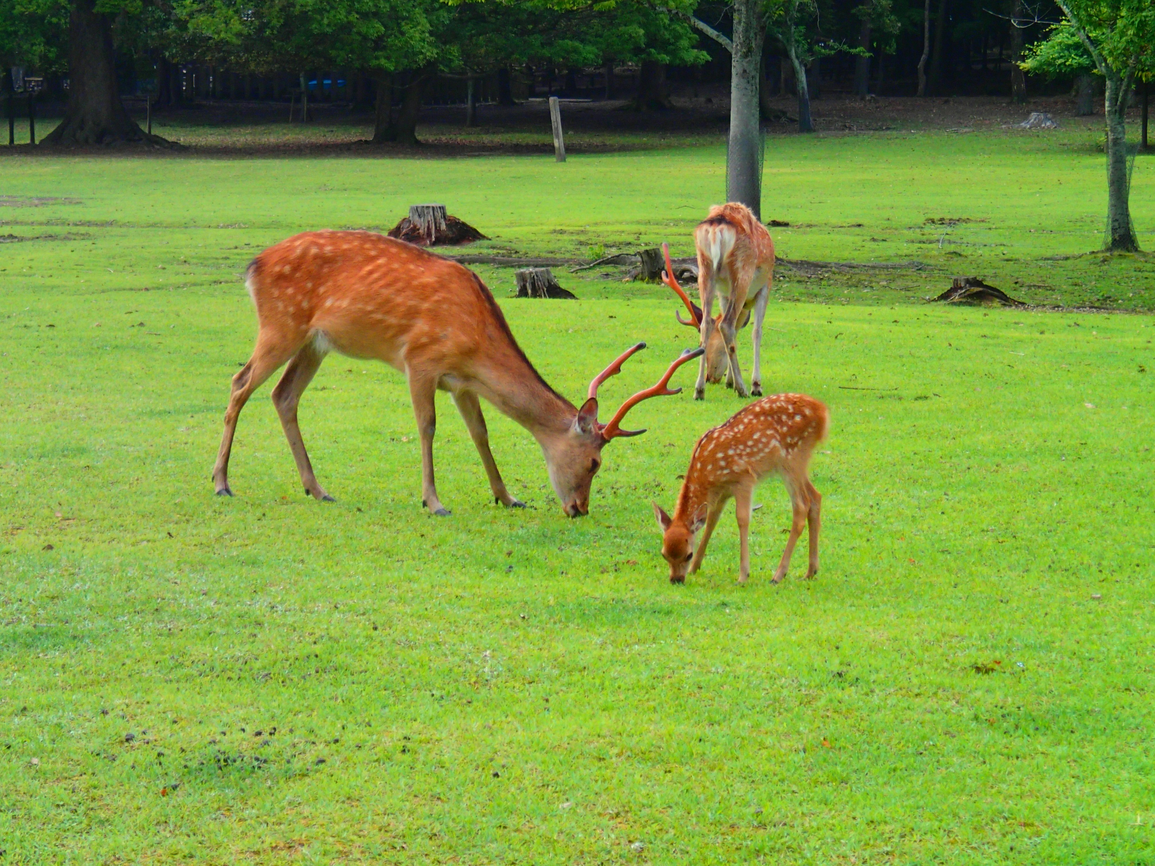Deer grazing on a green lawn