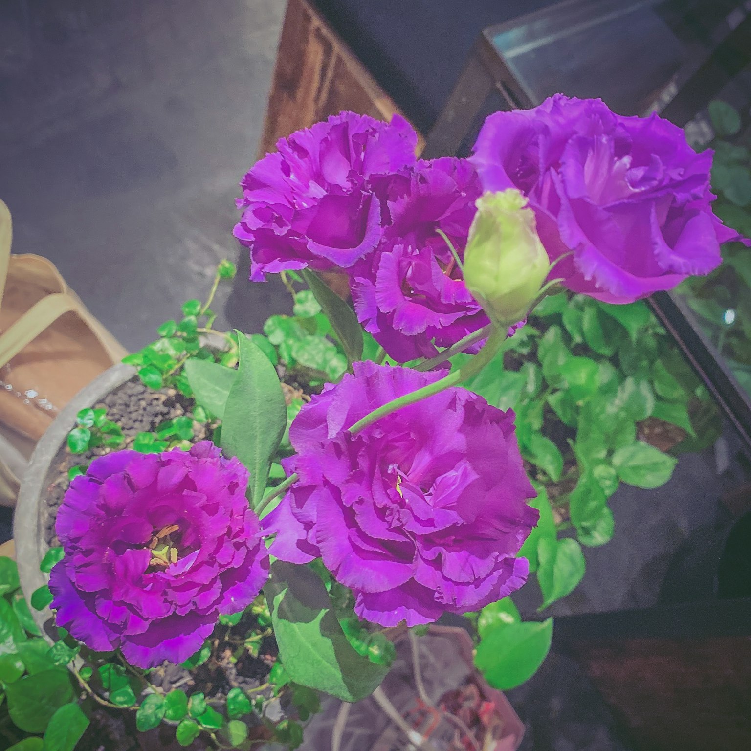 Vue de dessus d'une plante avec des fleurs violettes en fleurs