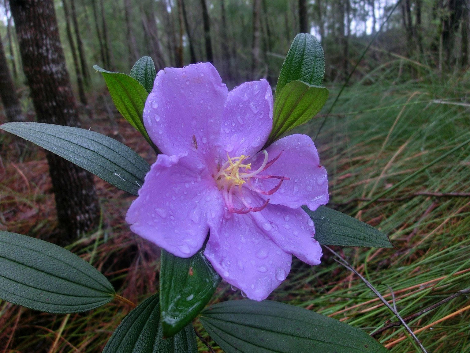 Lila Blume mit Regentropfen in einem Wald