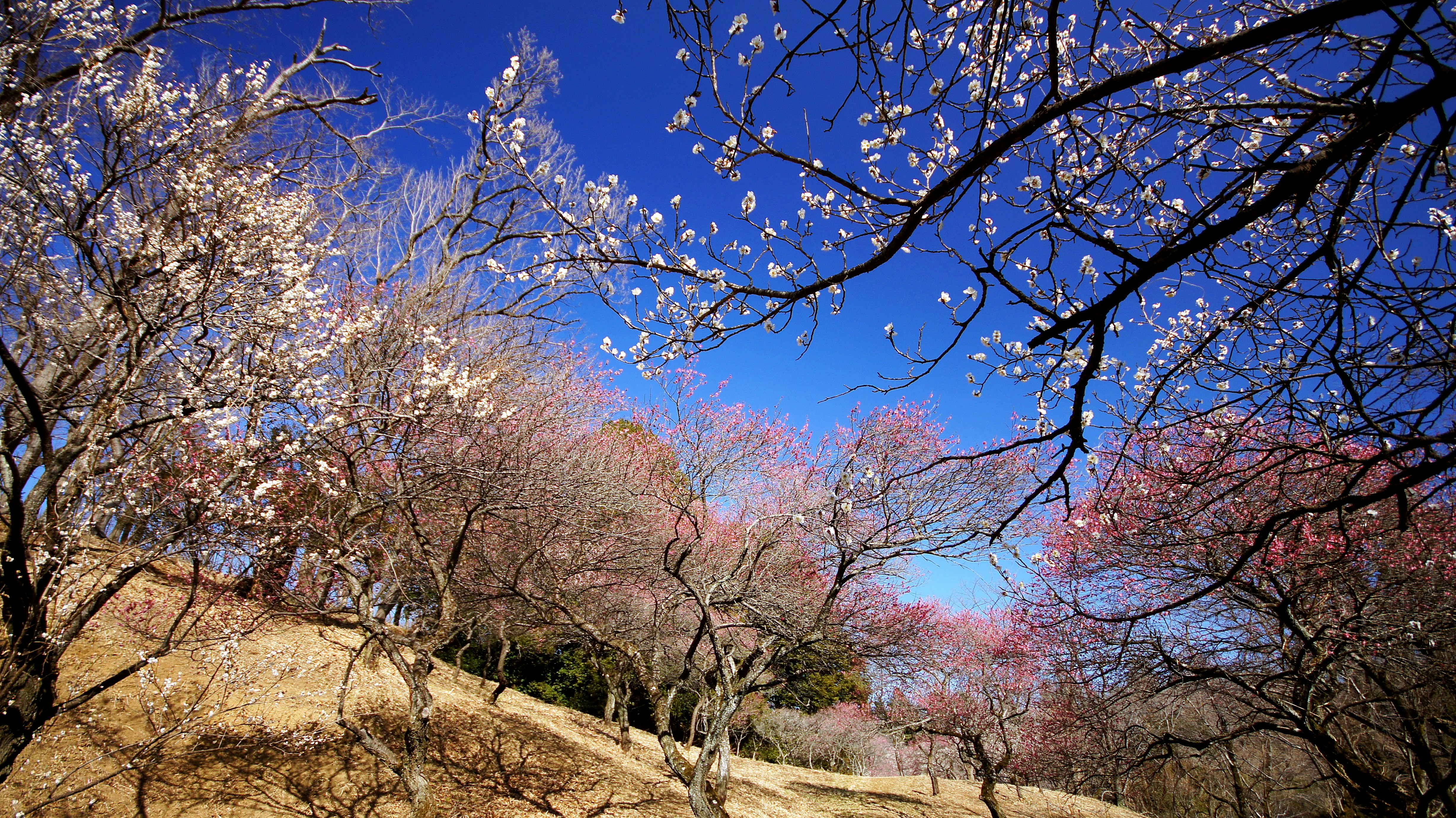 梅の花が咲く丘の斜面に広がる梅園の並木
