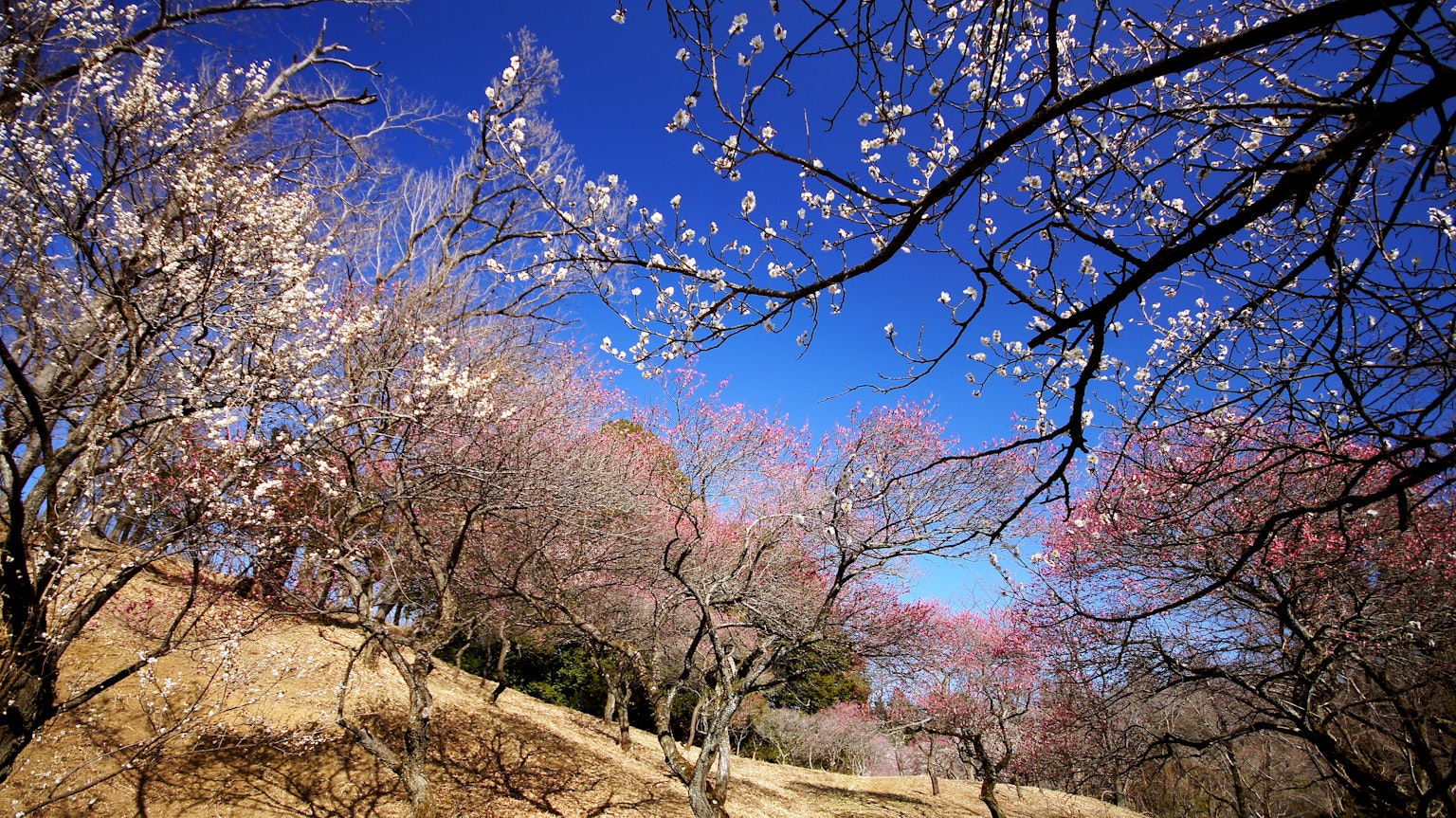 Pohon sakura yang mekar di bawah langit biru cerah dengan bukit lembut