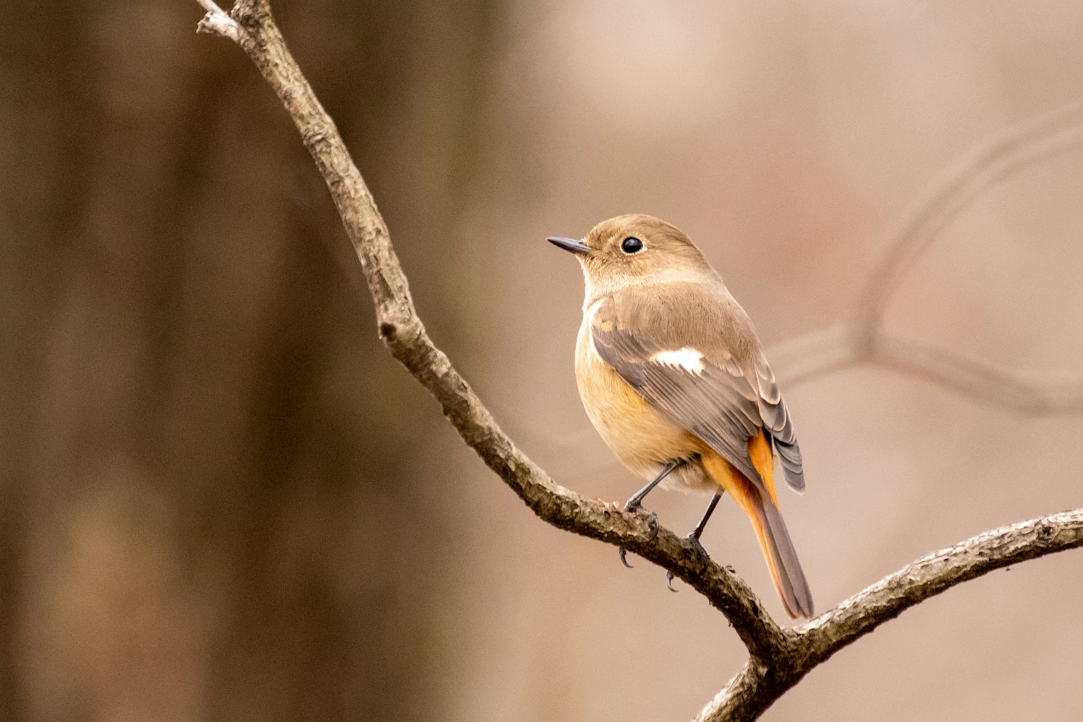 Bild eines kleinen Vogels, der auf einem Ast sitzt Der Vogel hat braunes und oranges Gefieder Der Hintergrund zeigt verschwommene Bäume