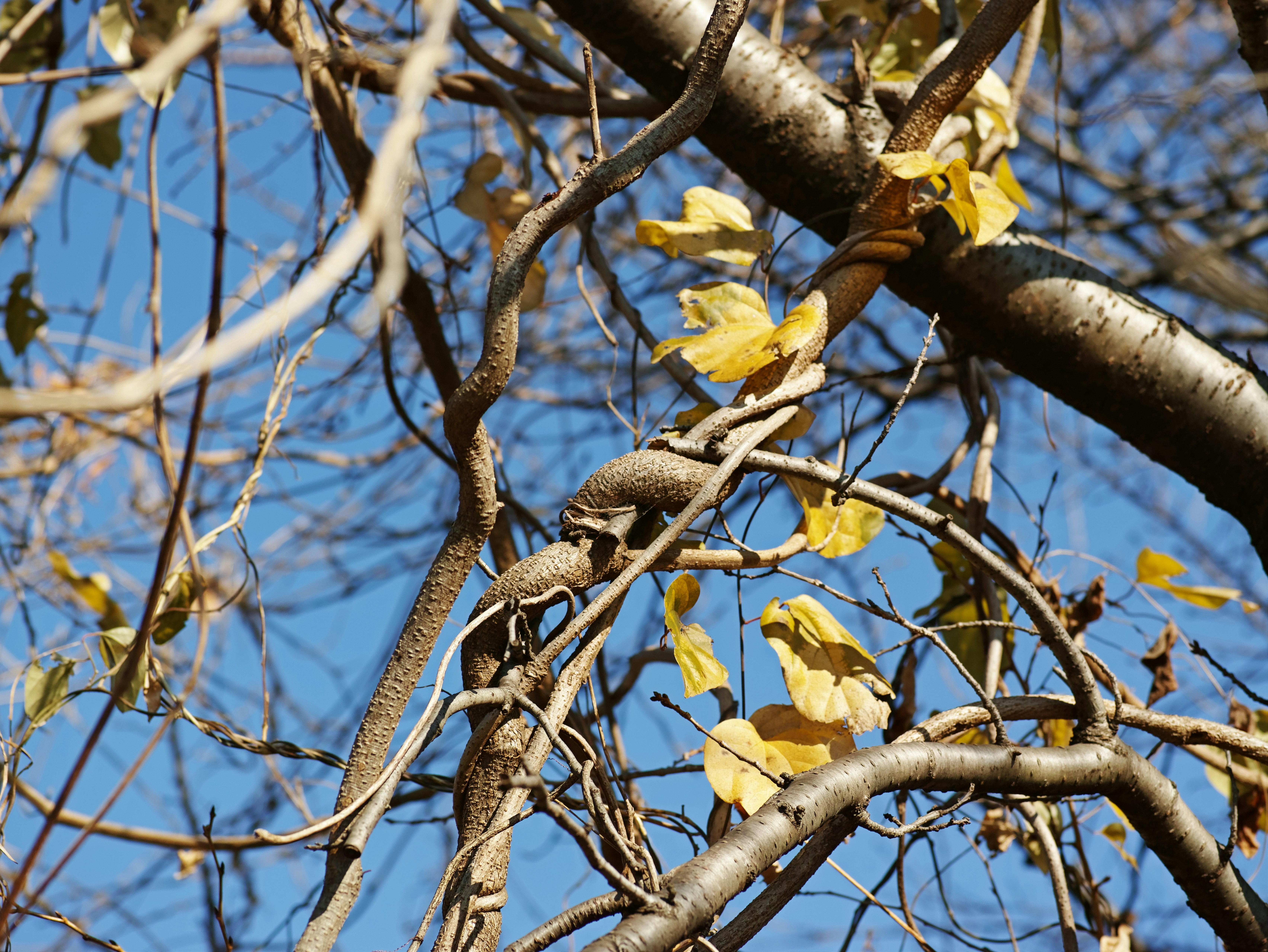 Feuilles jaunes aux branches d’un arbre contre un ciel bleu