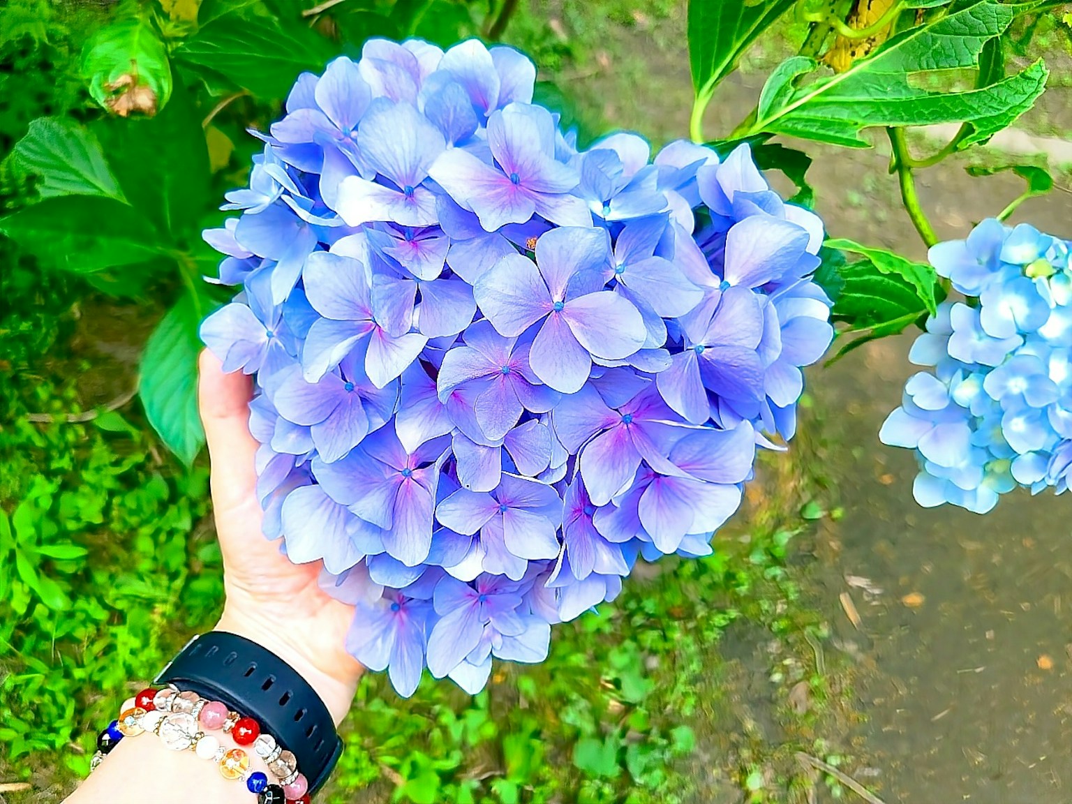 Herzförmiger Strauß aus lila Hortensien, der in einer Hand gehalten wird