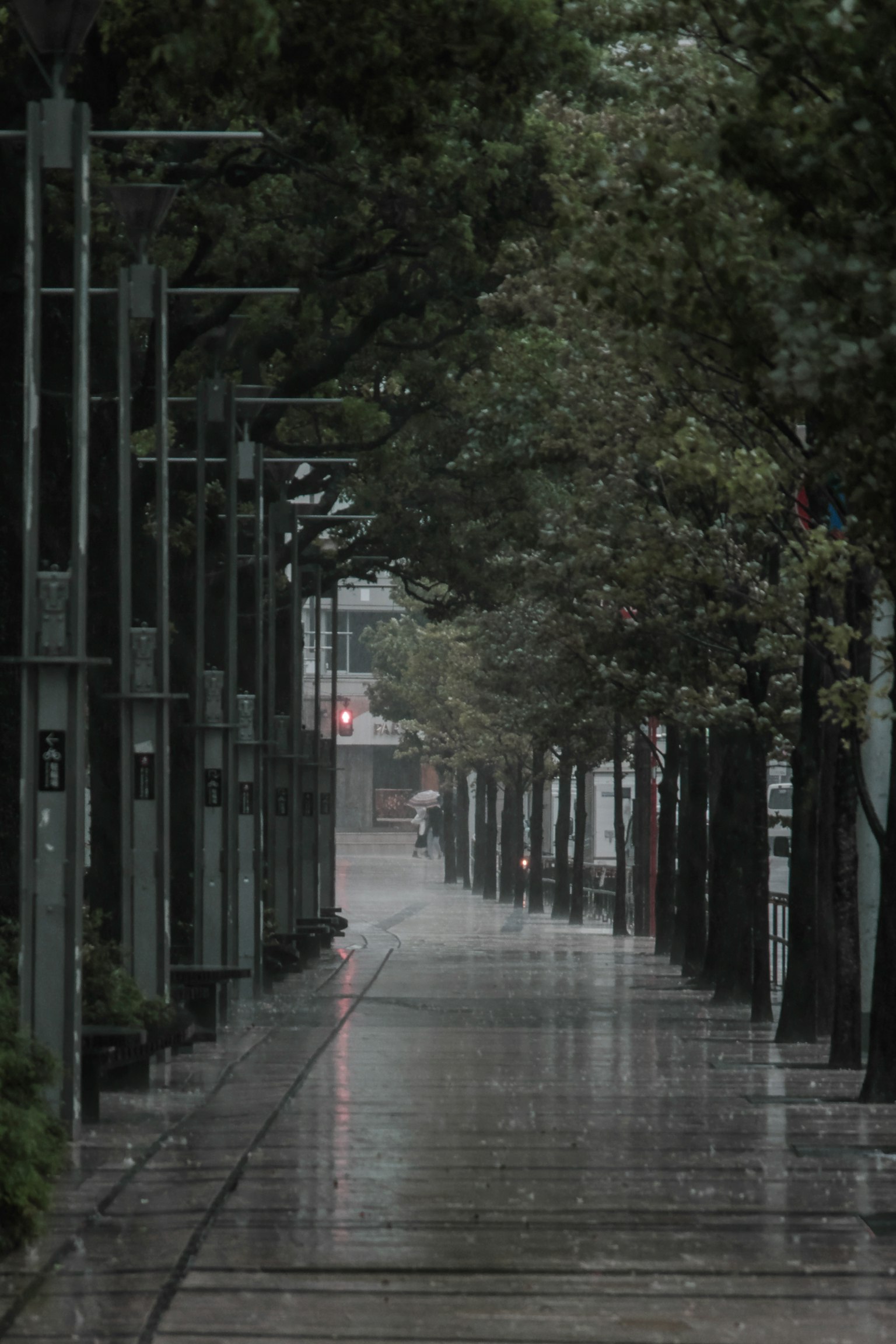 被雨水浸湿的人行道,两旁有绿色树木的宁静街道