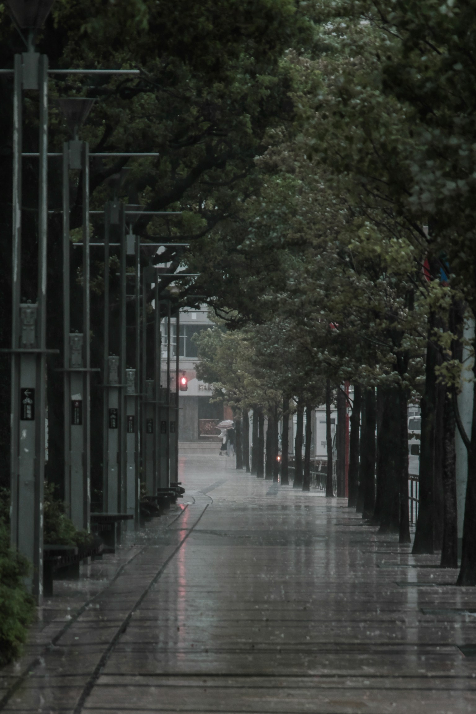 被雨水浸濕的人行道，兩旁有綠色樹木的寧靜街道