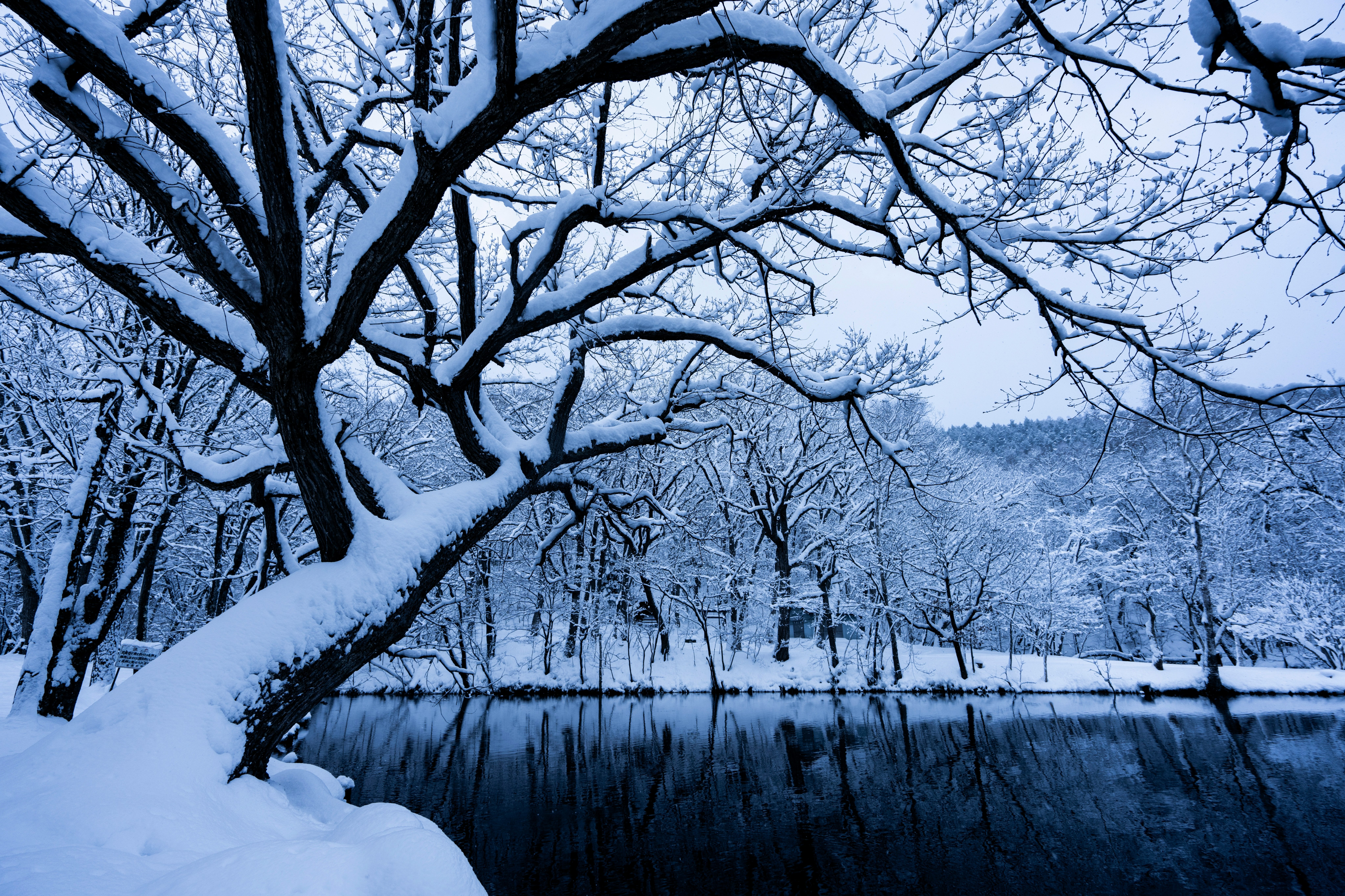 Winter landscape with snow-covered trees and a calm lake