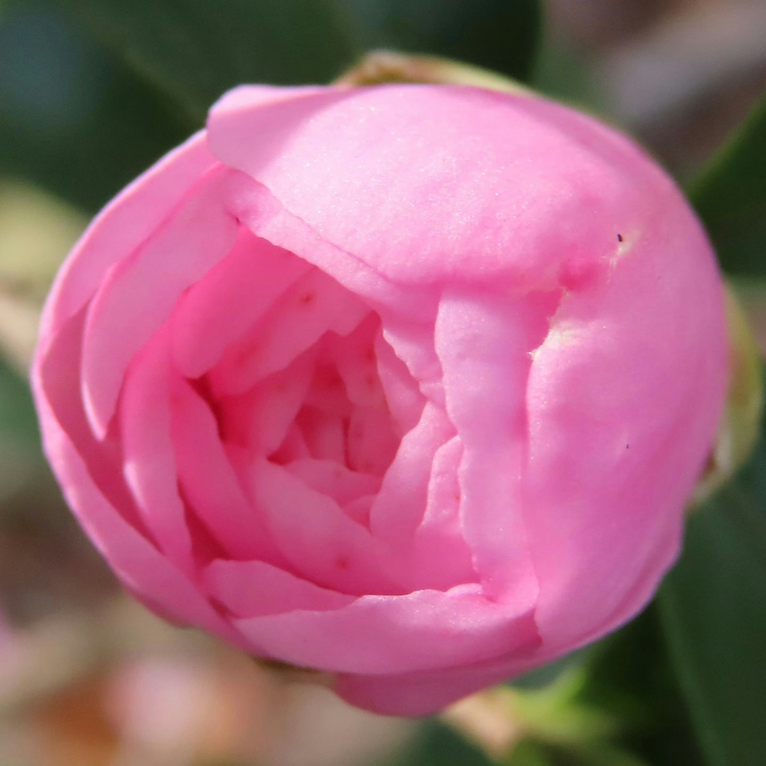 Acercamiento de un botón de flor rosa con pétalos suaves