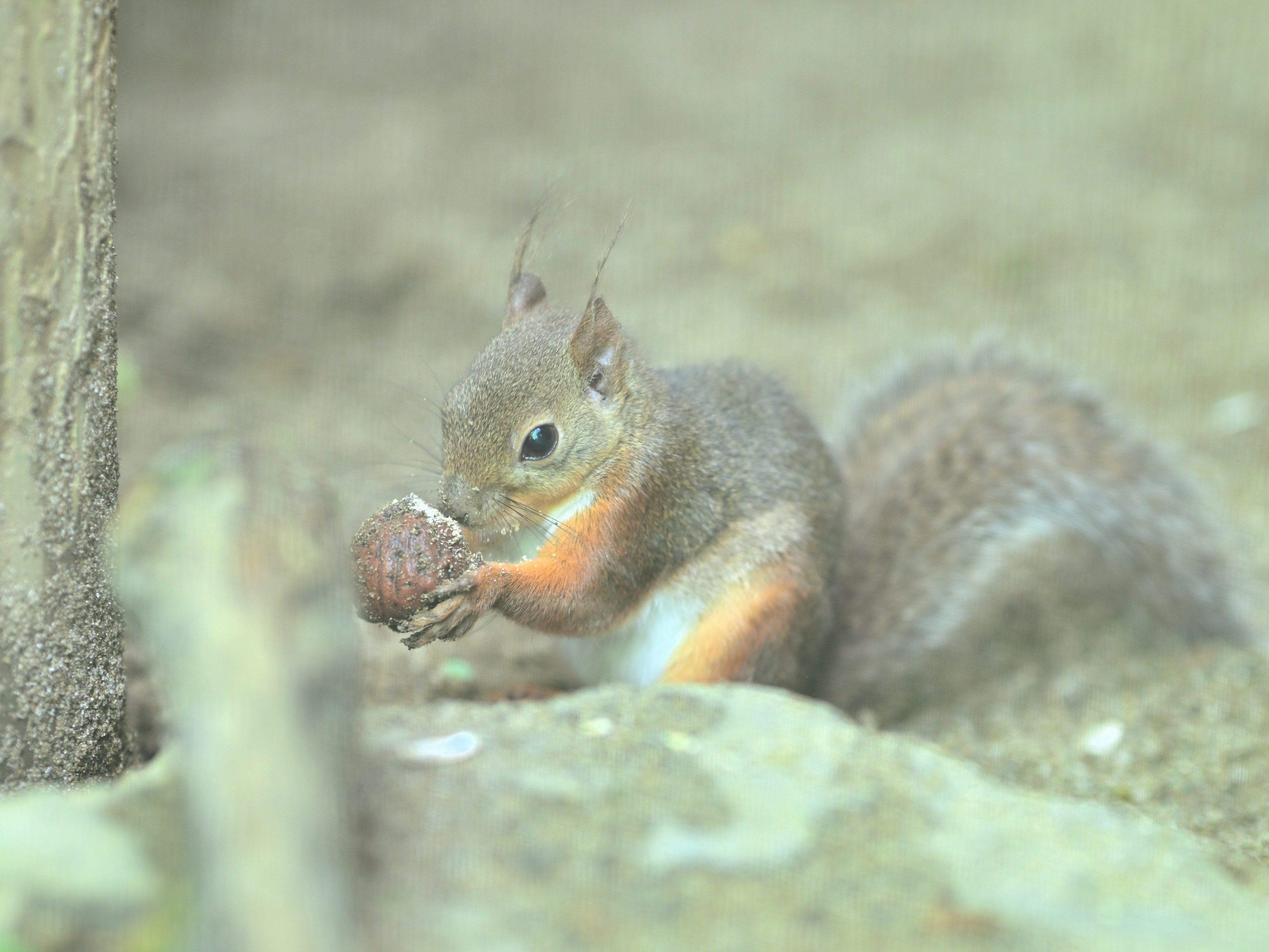 岩の上で木の実を食べるリス