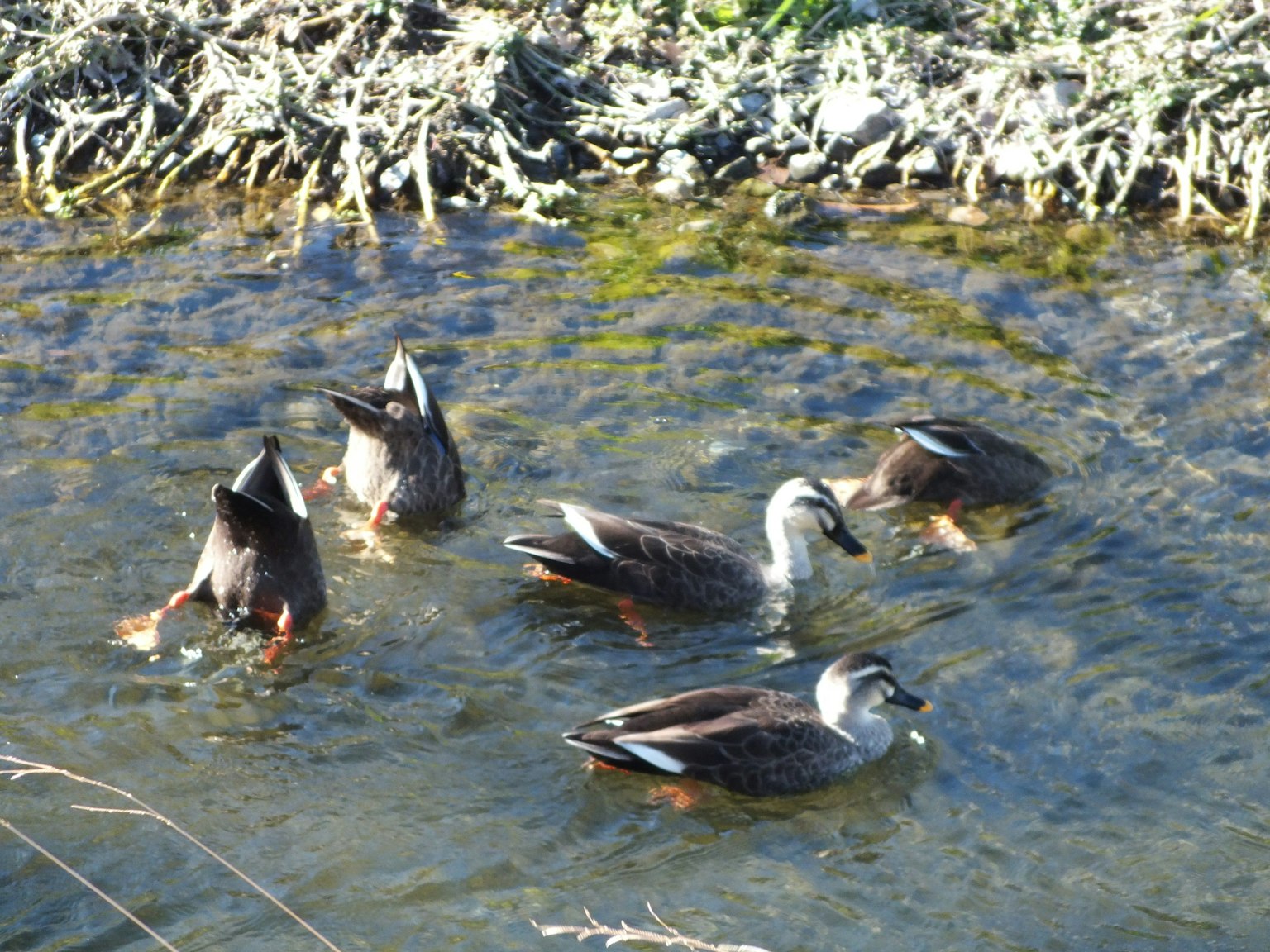 Varios patos nadando en agua poco profunda
