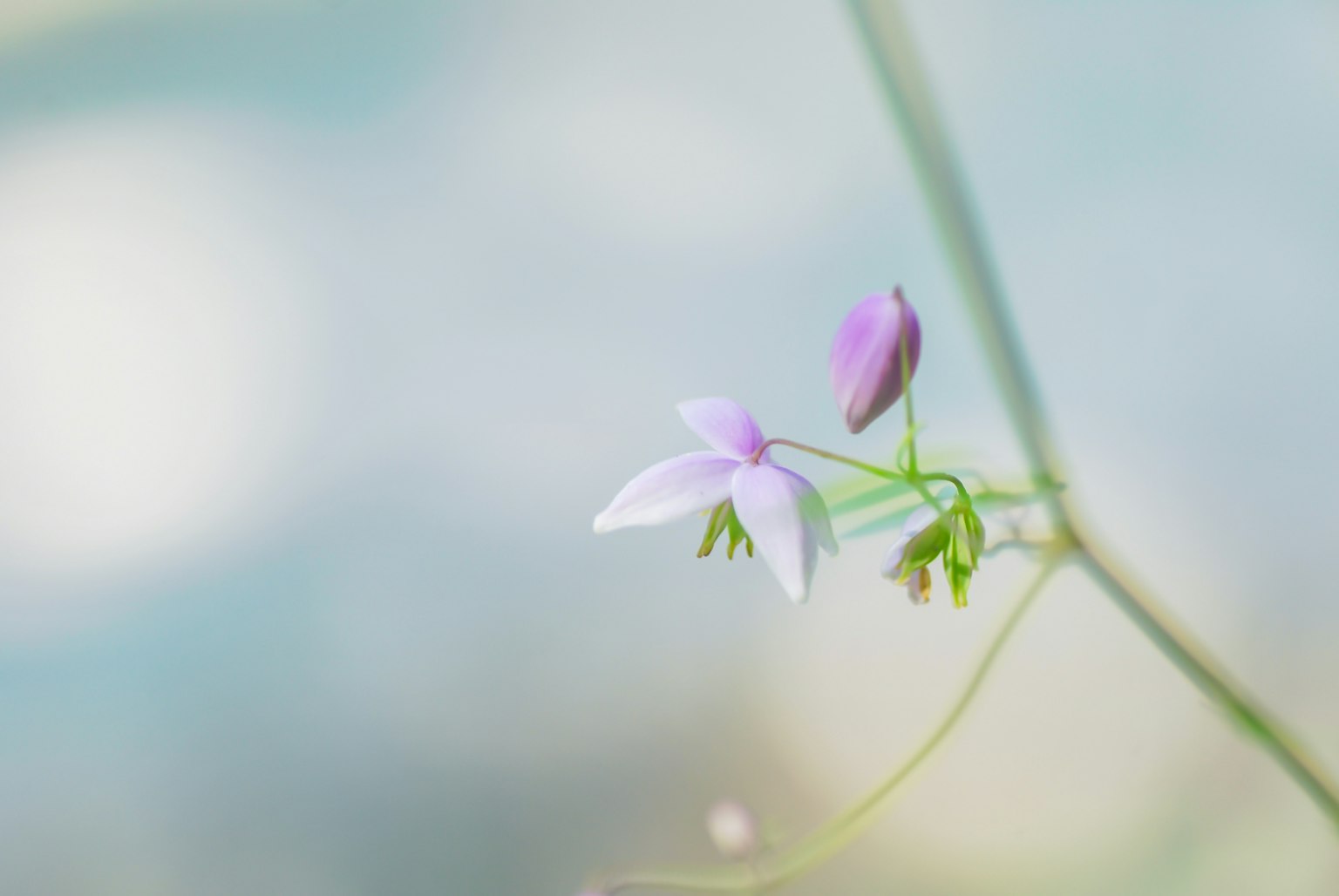 淡藍色背景上小紫花和花苞的特寫
