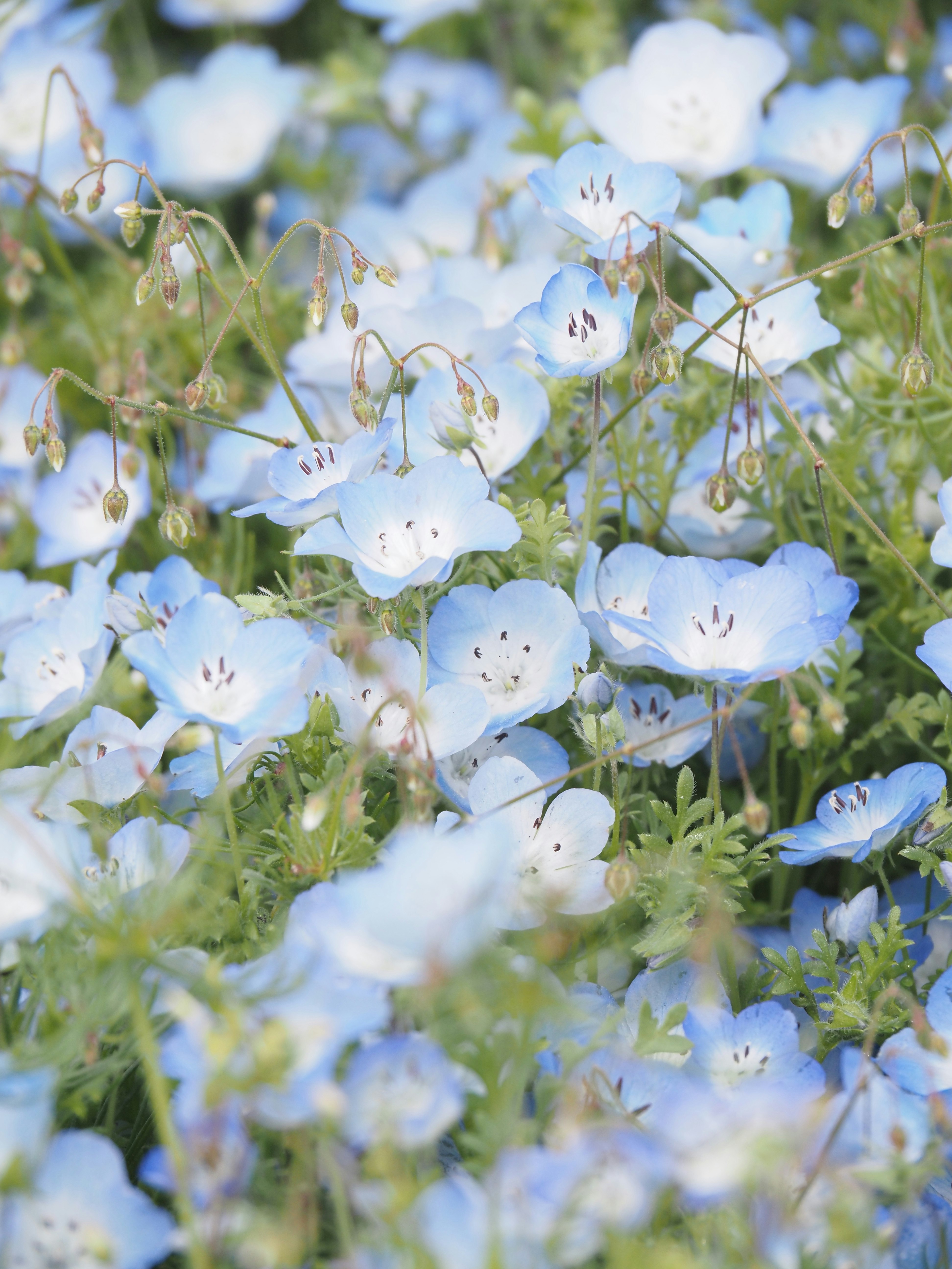 Frühlingsblühende Nemophila-Blumenwiese
