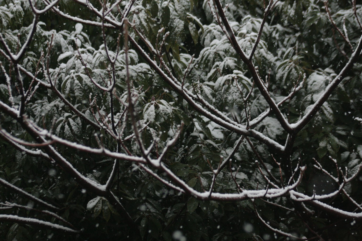 Gros plan sur des branches d'arbre et des feuilles recouvertes de neige