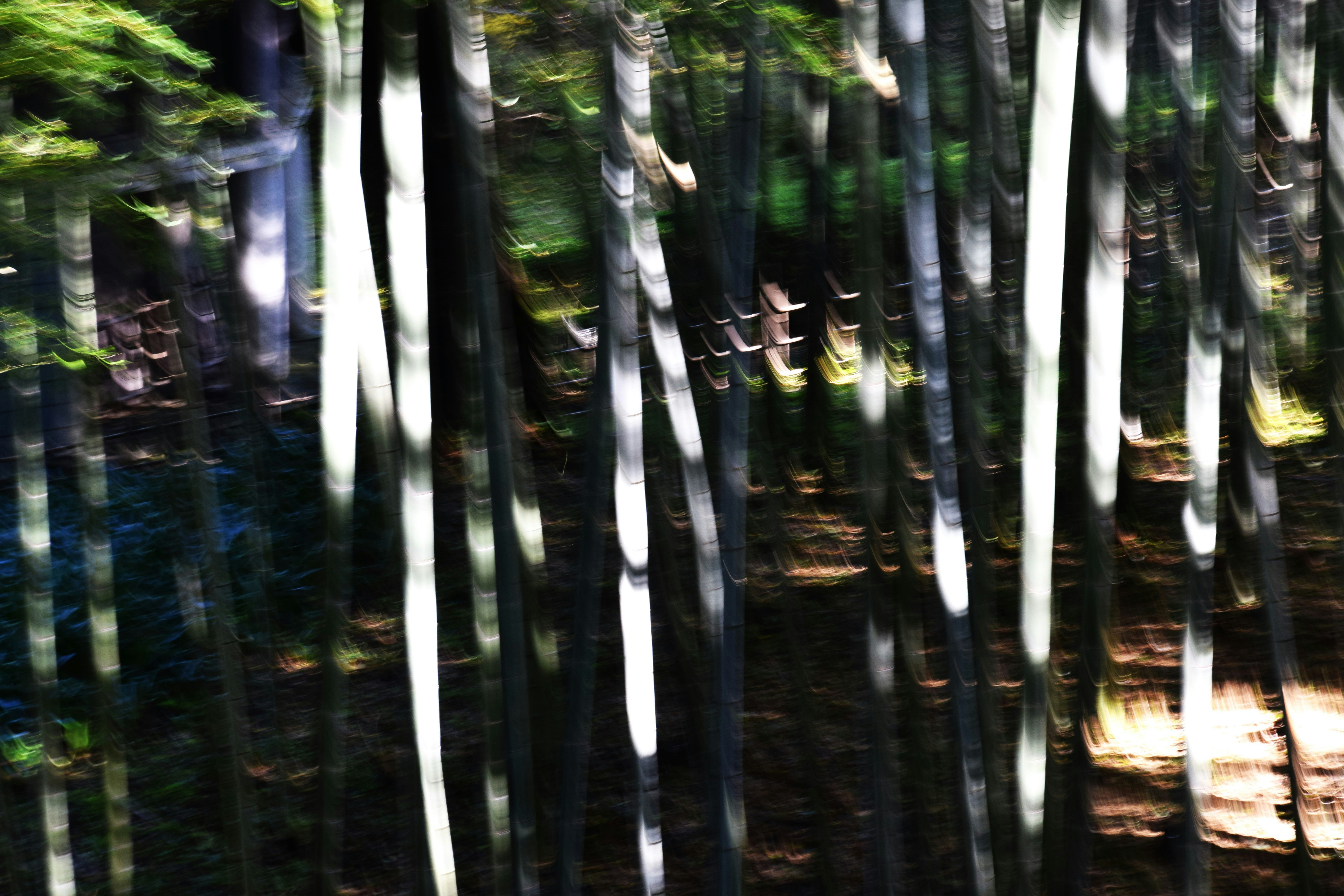 竹林の中を縦に伸びる竹の林立する景色