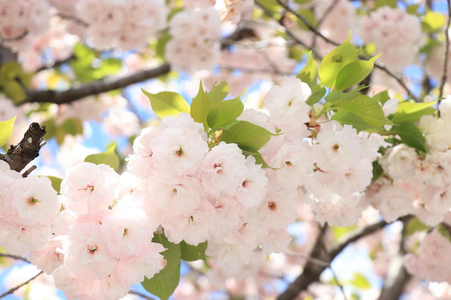 Kedekatan cabang bunga sakura dengan bunga merah muda
