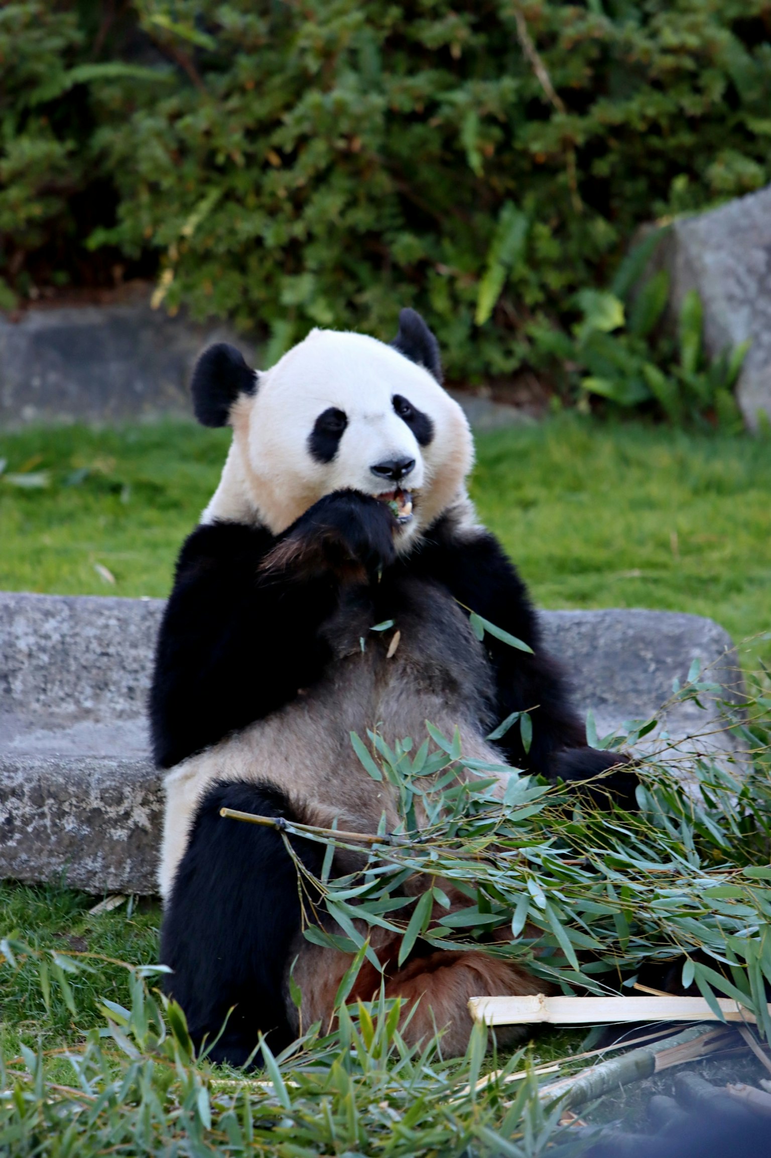 Un panda comiendo bambú en un entorno natural