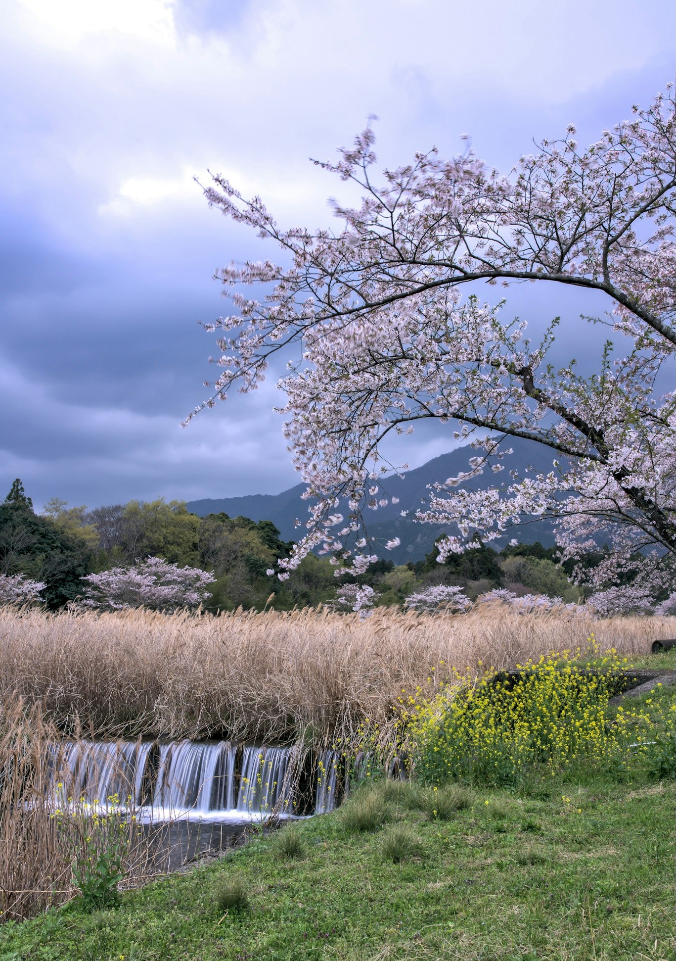 春の桜と草原、山並みを望む風景