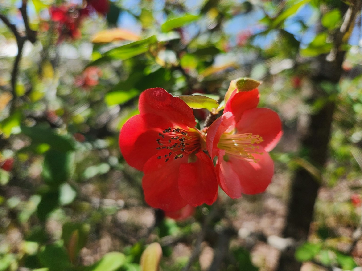 Nahaufnahme einer roten Blume mit grünen Blättern