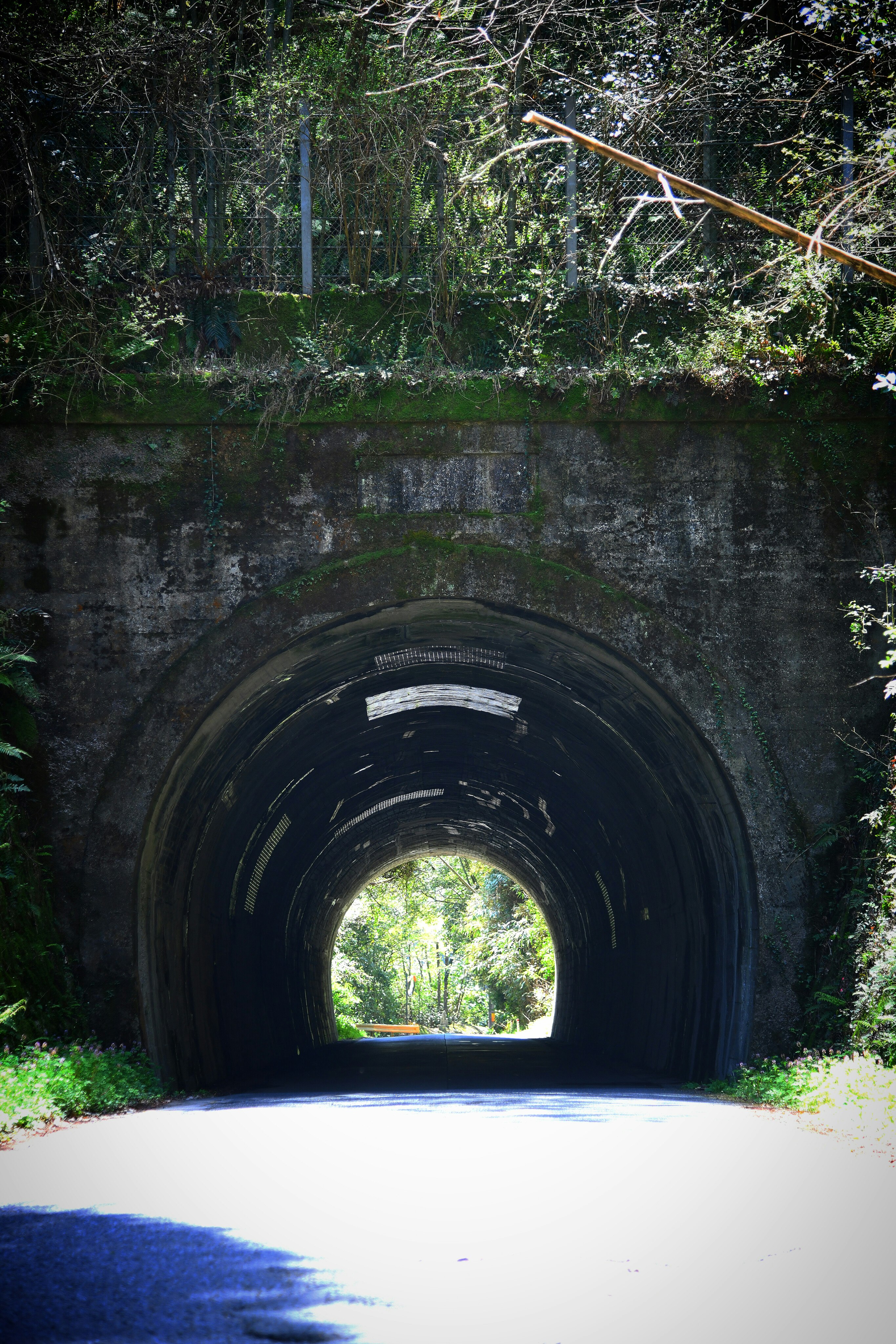 森の中のトンネルの入口と草むらの小道