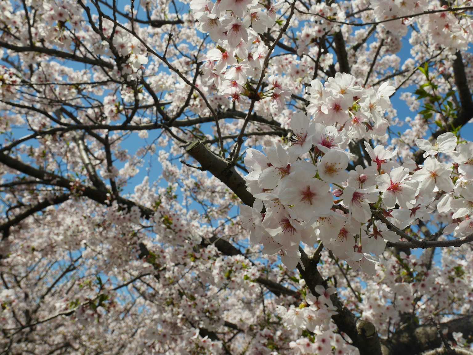 樱花树枝特写，开满白色花朵
