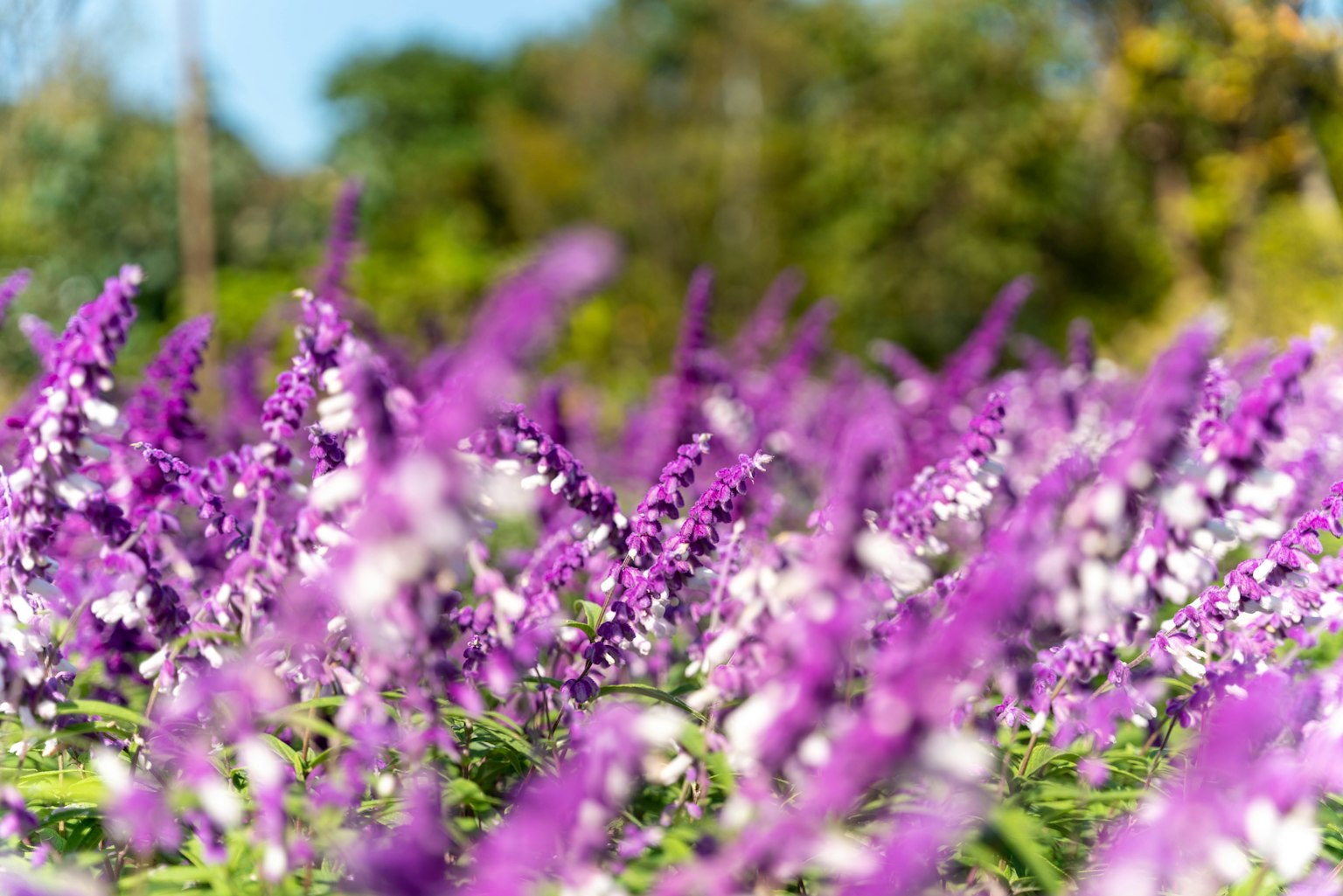 Foto de un paisaje con flores moradas en flor