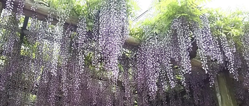 紫色紫藤花垂掛在花園拱門上