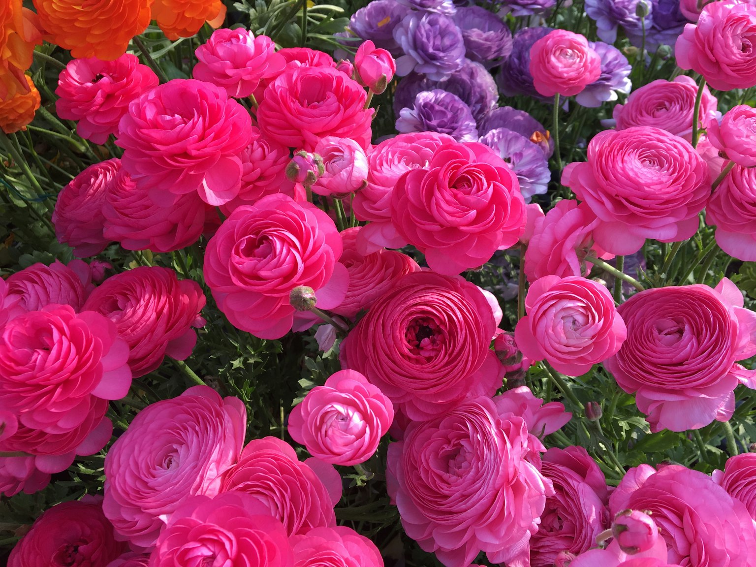 다채로운 정원에서 선명한 분홍색의 난초꽃